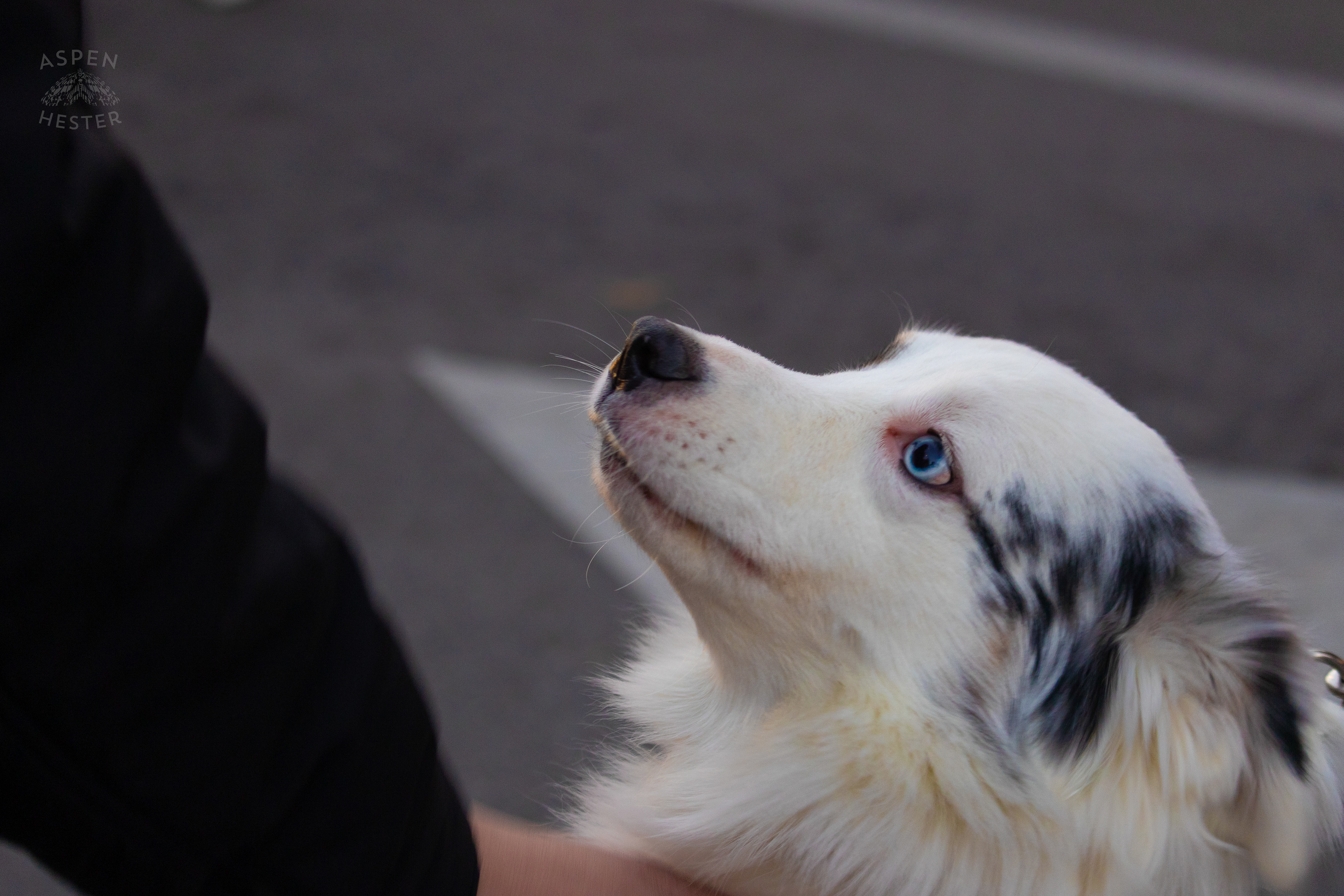 Dogs Enjoying The Holiday Cheer at The Light Up Louisville 2024 Festivities. December 7th, 2024/Aspen Hester