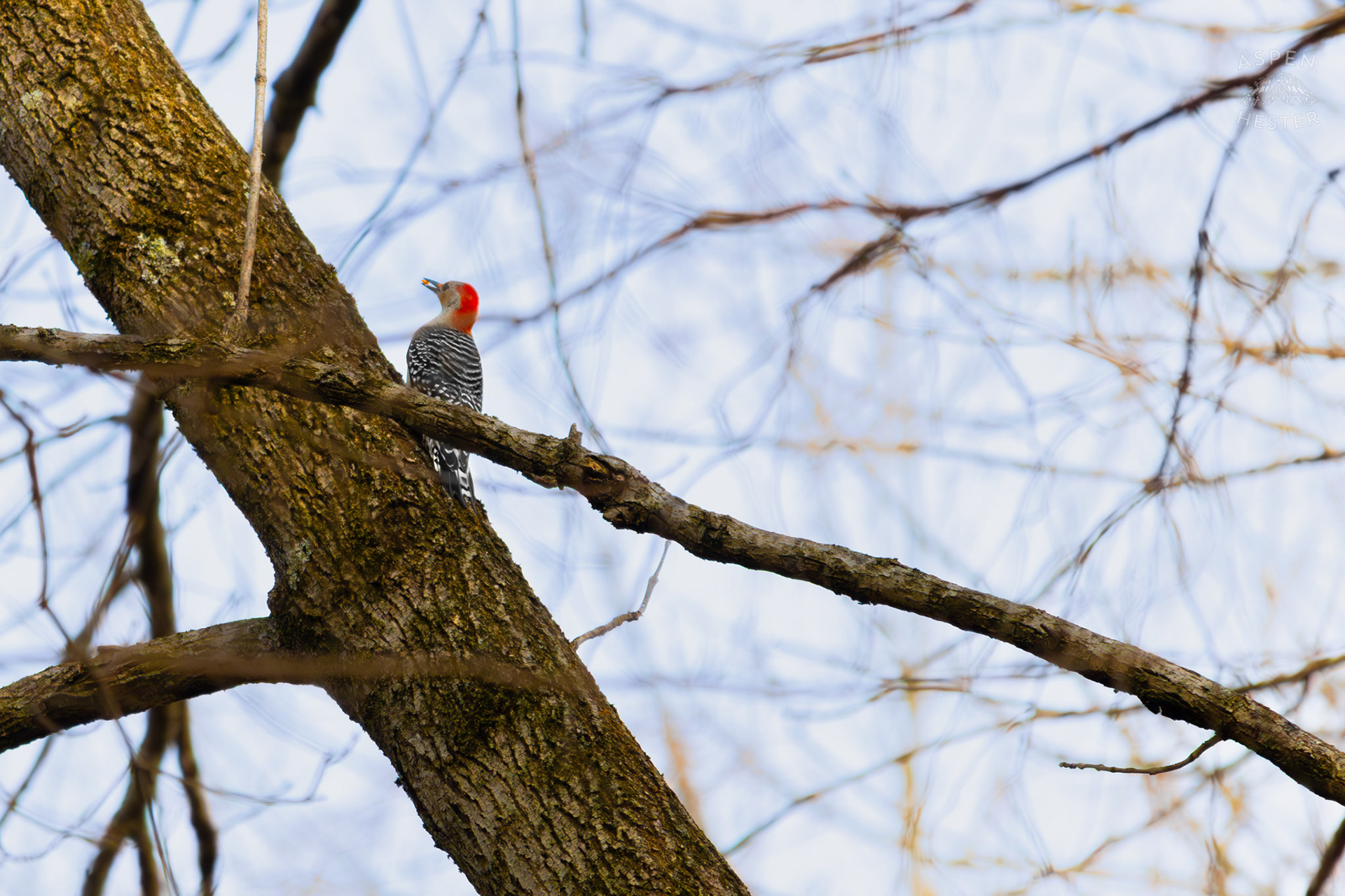 A Red-Bellied Woodpecker Hunts For Food on A Tree in My Neighbor's Yard. March 29th, 2026/Aspen Hester