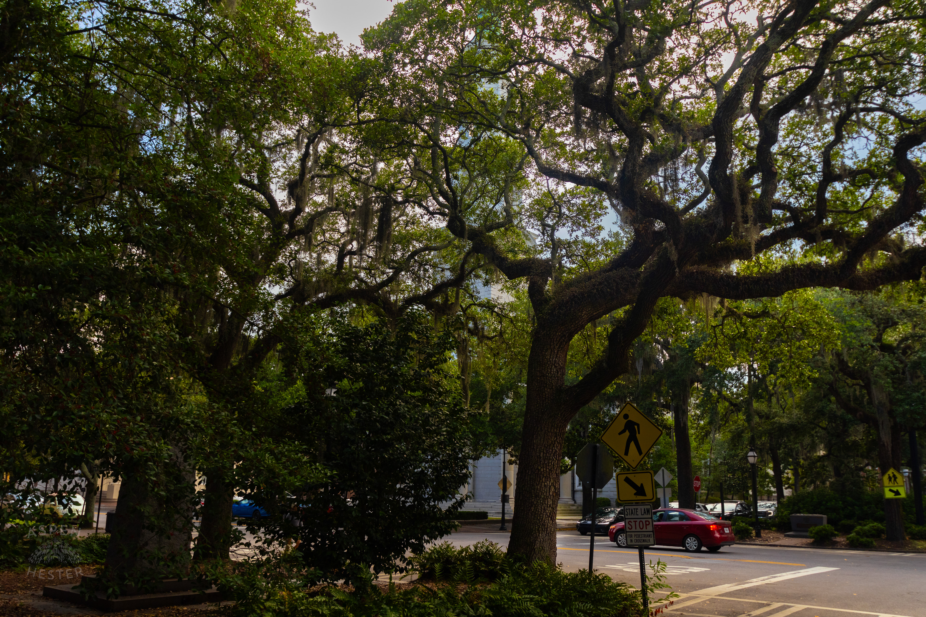 Oak Trees in Savannah Georgia. June 26th, 2024/Aspen Hester
