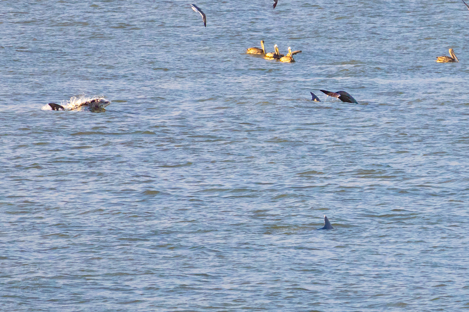 Bottlenosed Atlantic Dolphins Splash Off The Coast of Tybee Island Georgia. June 23rd, 2024/Aspen Hester