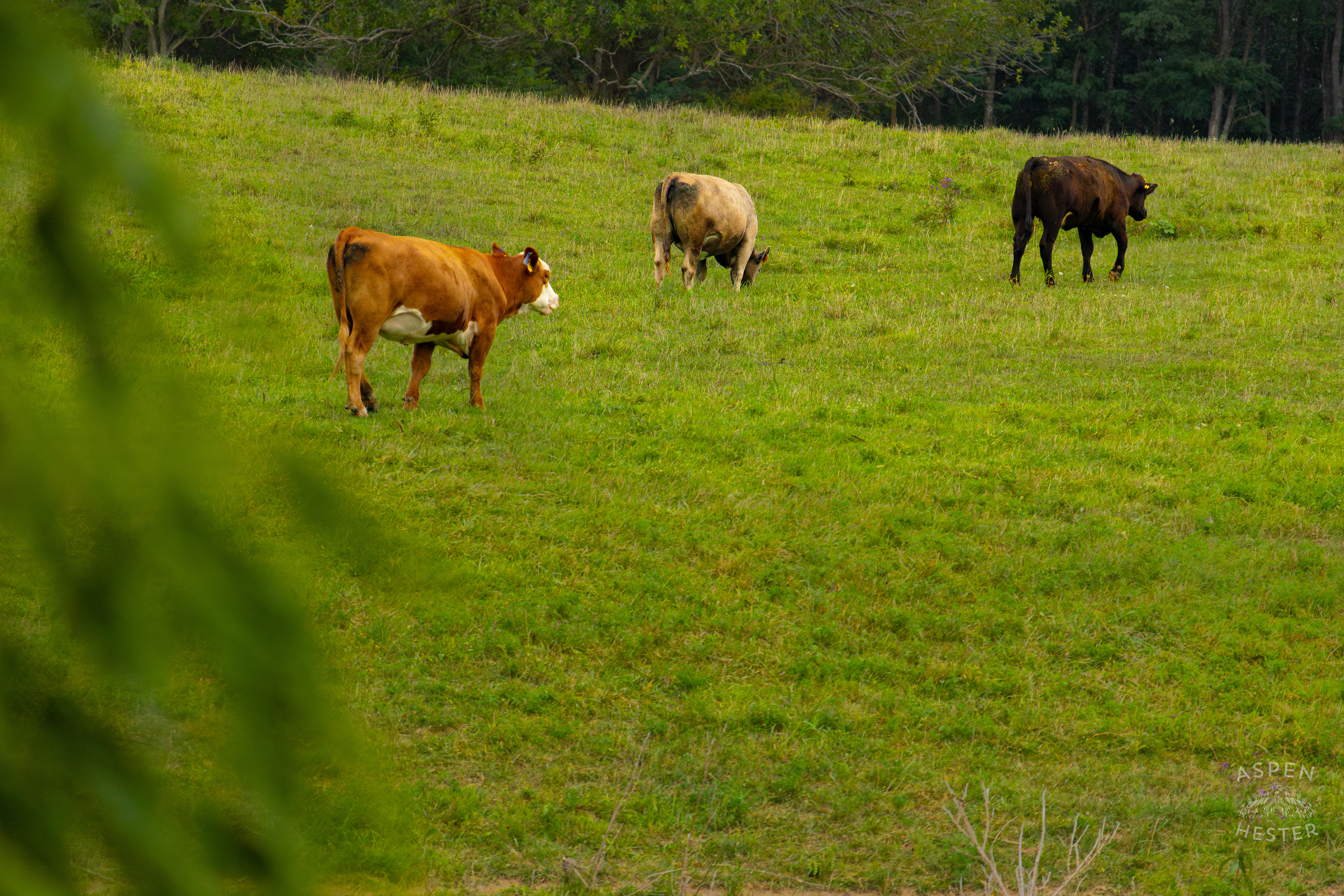 Three Cows Grazing on the Shore of Reformatory Lake. August 12th, 2024/Aspen Hester