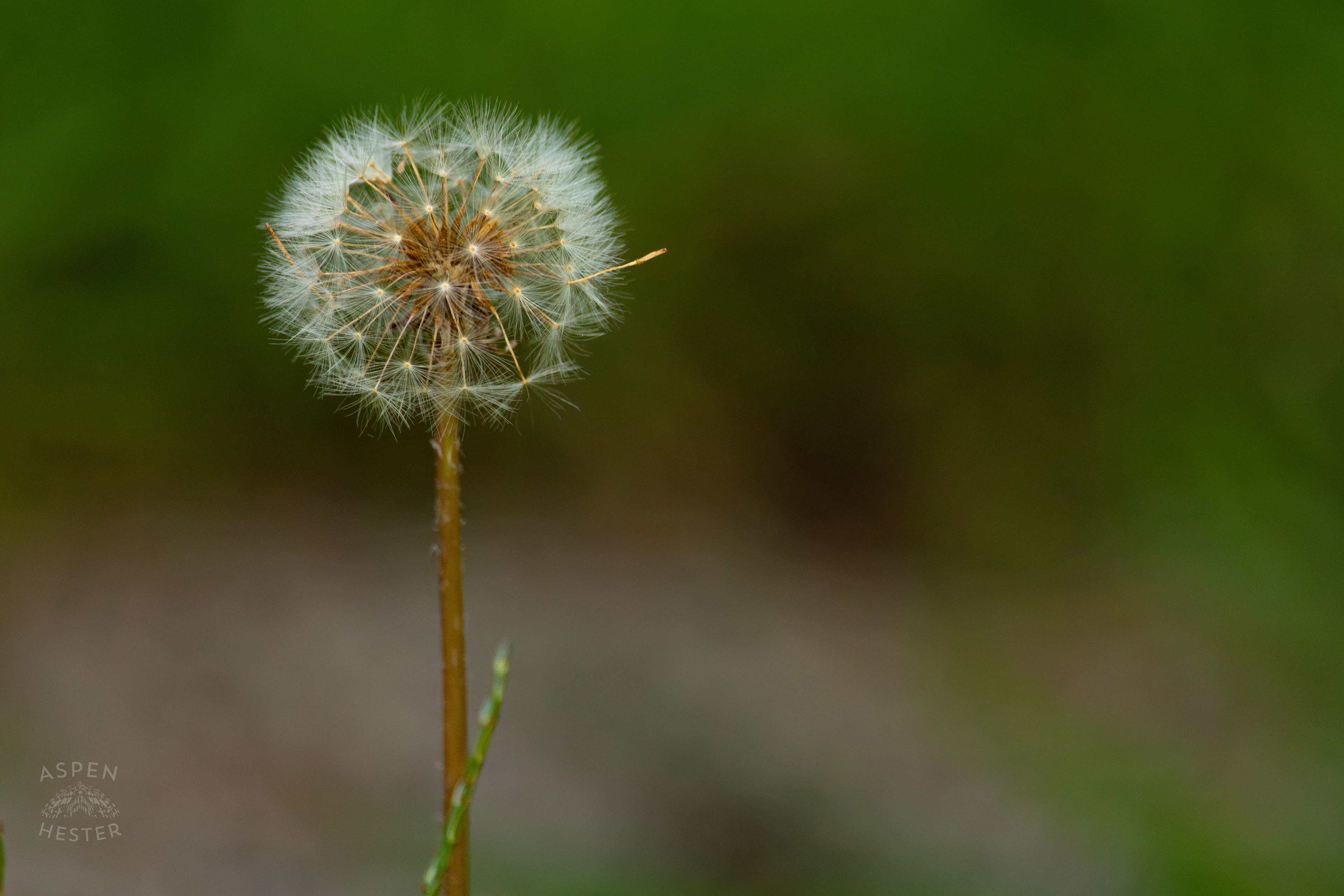 A Dandelion in Wendell Moore Park. August 12th, 2024/Aspen Hester