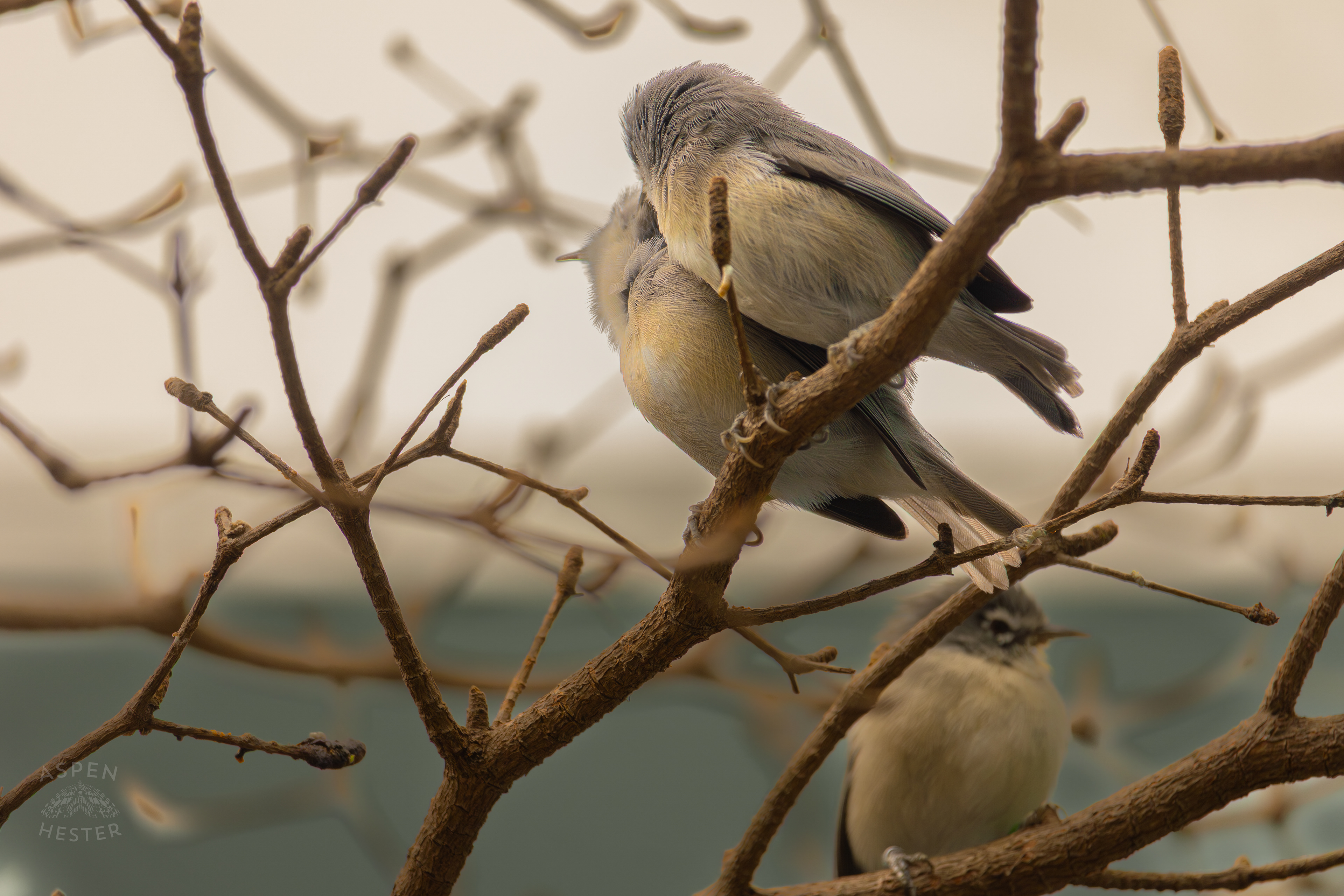 Two Bridled White-Eyes Preen Each Other on A Branch in The Grasslands Inside The National Aviary in Pittsburgh Pennsylvania. February 26th, 2025/Aspen Hester