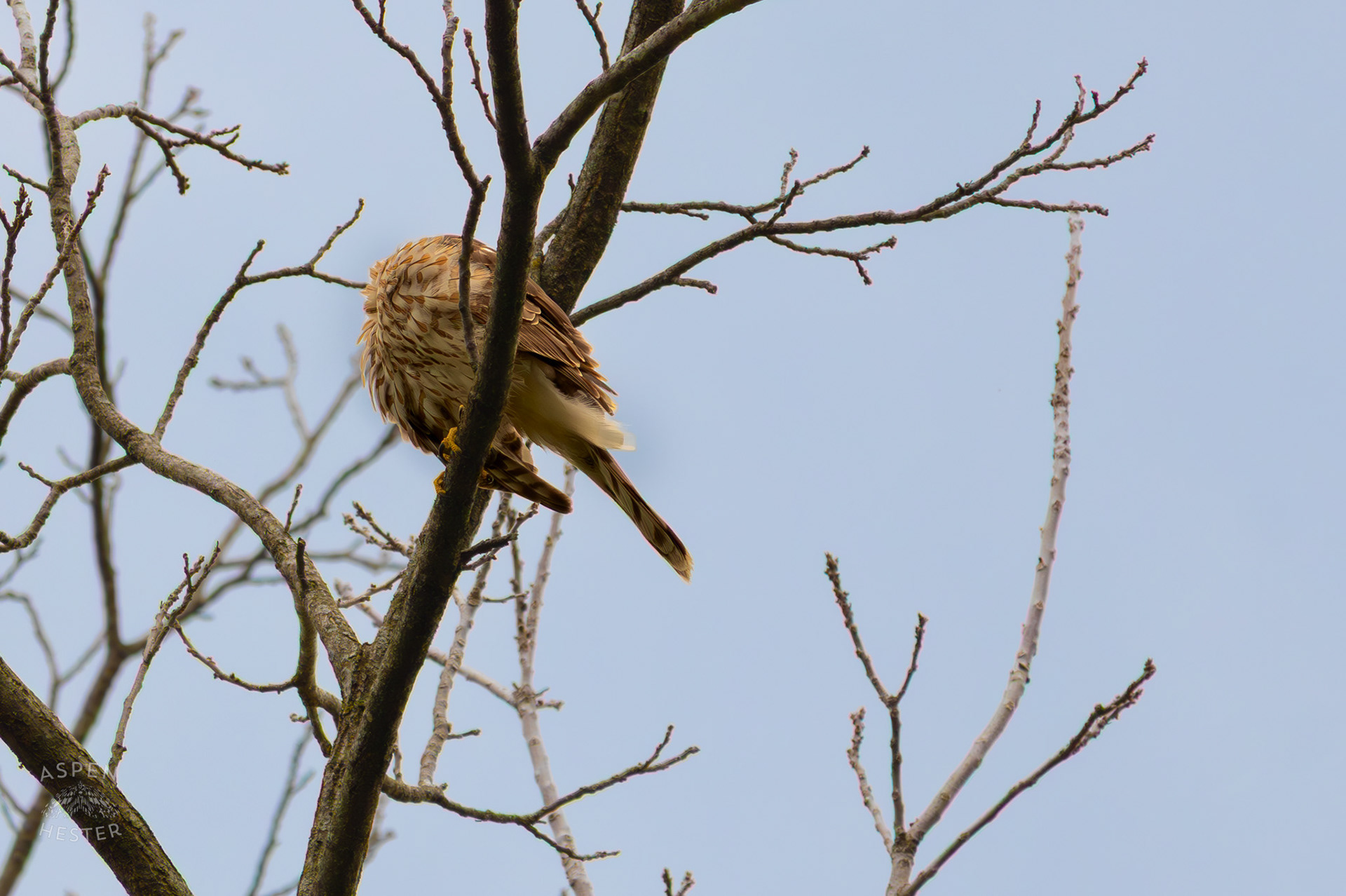 A Red Tailed Hawk Preens High Up in Brown Park. April 14th, 2025/Aspen Hester 
