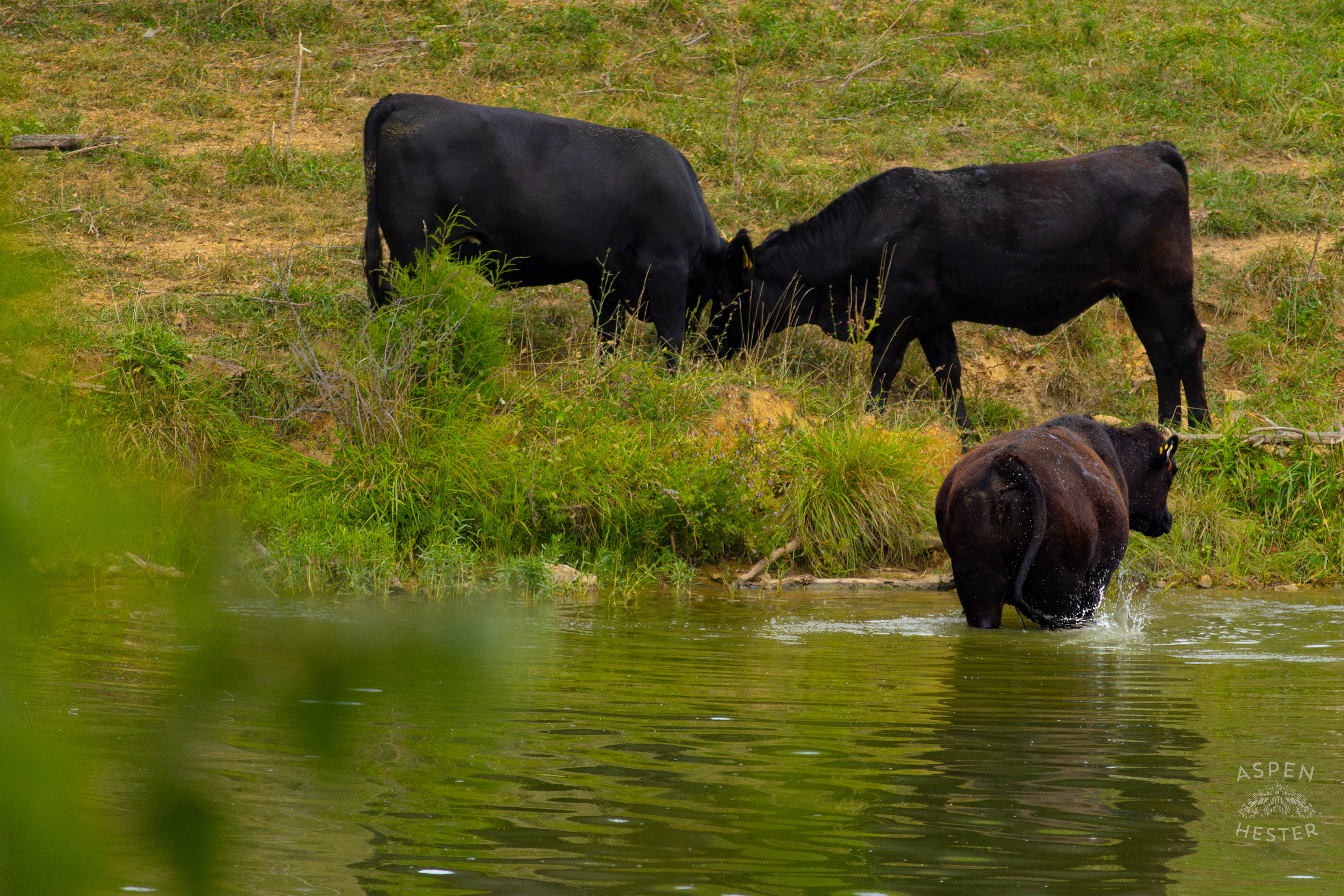 A Cow Wading in the Cool Waters of Reformatory Lake with Two Others Lounging on the Shore. August 12th, 2024/Aspen Hester