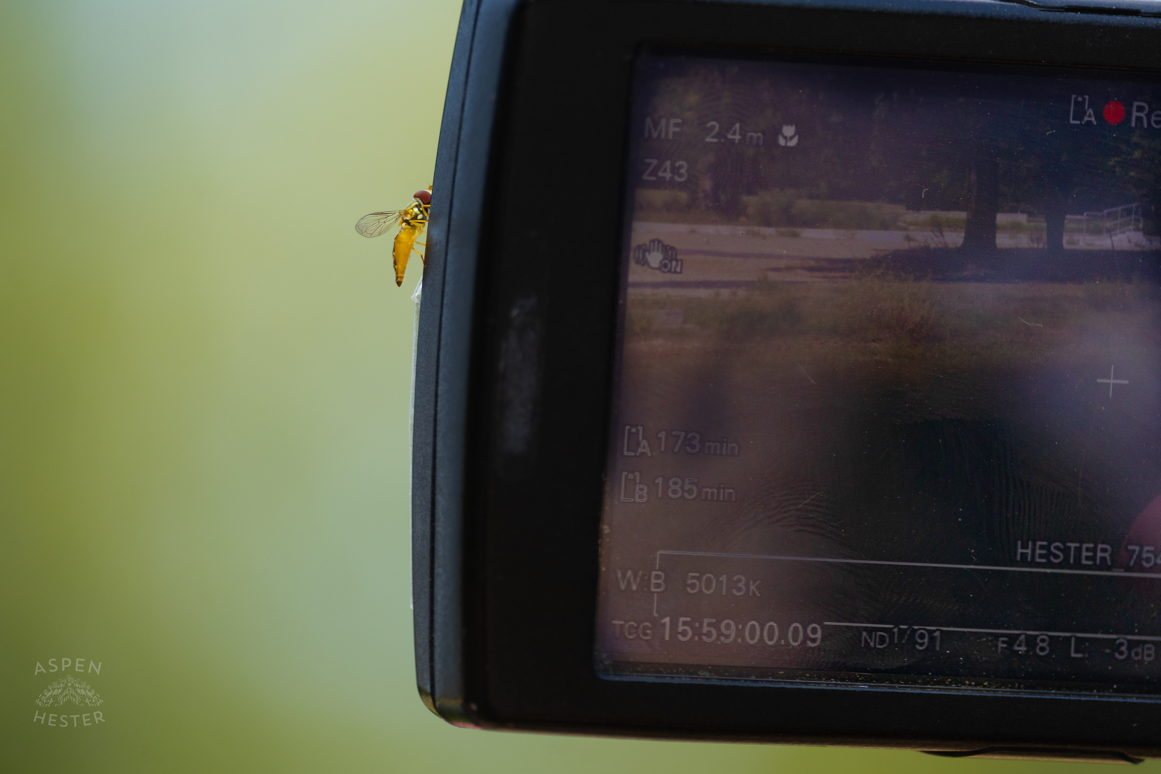 A Sweat Bee Rests on my Camera on The Shore of The Chickasaw Park Pond. August 25th, 2024/Aspen Hester