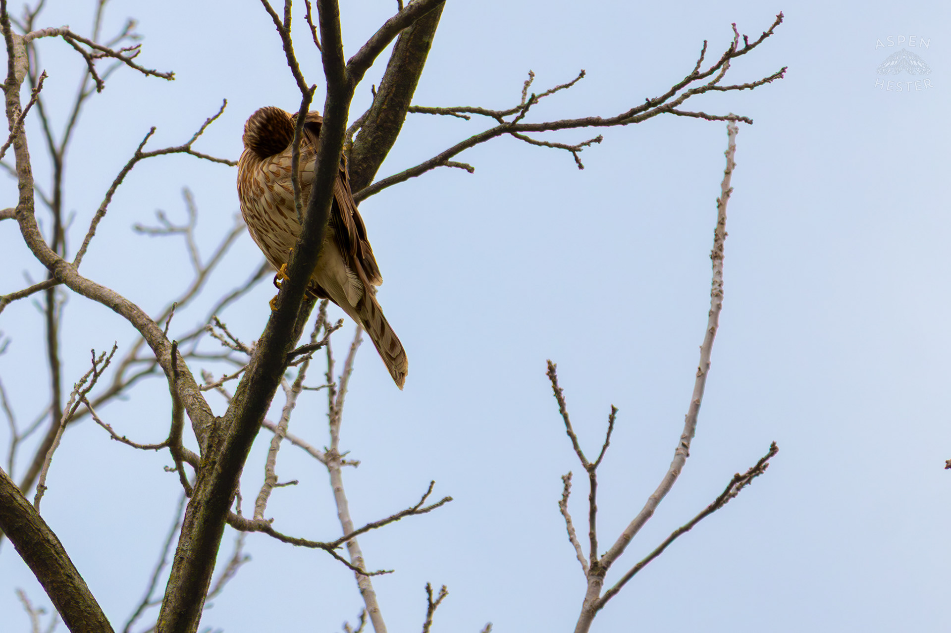 A Red Tailed Hawk Preens High Up in Brown Park. April 14th, 2025/Aspen Hester 