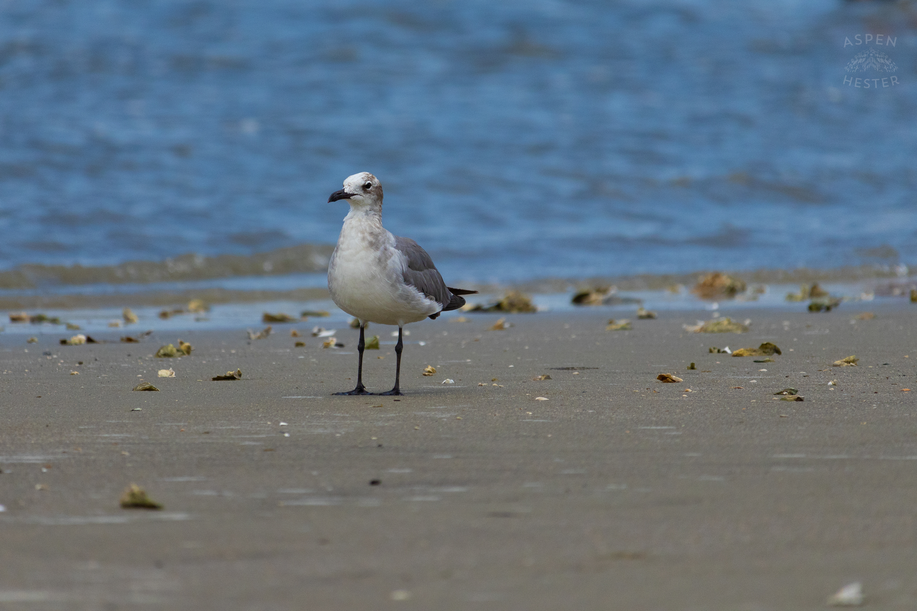 Seagull On Tybee Island Georgia. June 24th, 2024/Aspen Hester