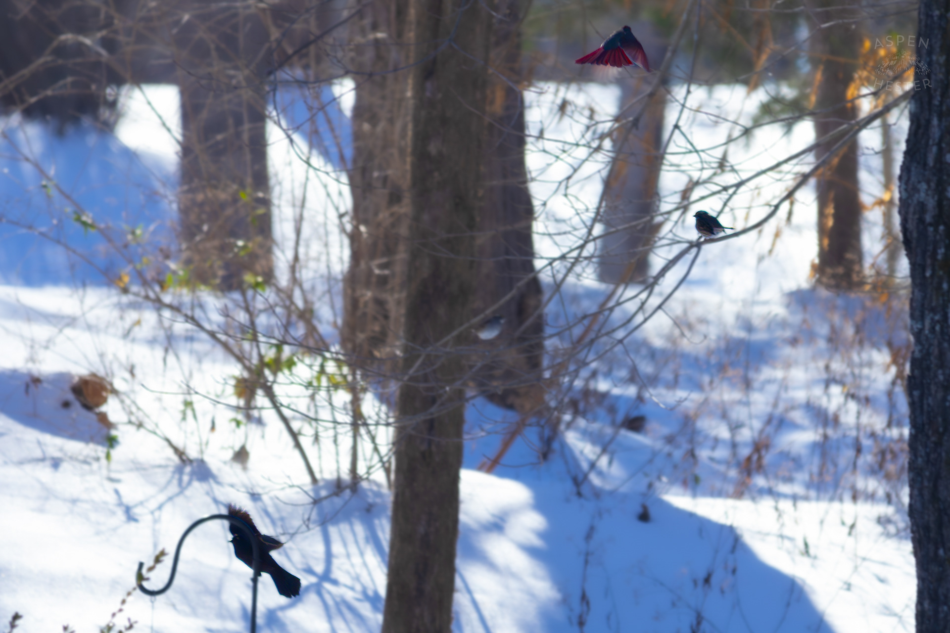 A Crow and Song Sparrow Rest as A Robin Takes Flight in my Backyard. January 13th, 2025/Aspen Hester