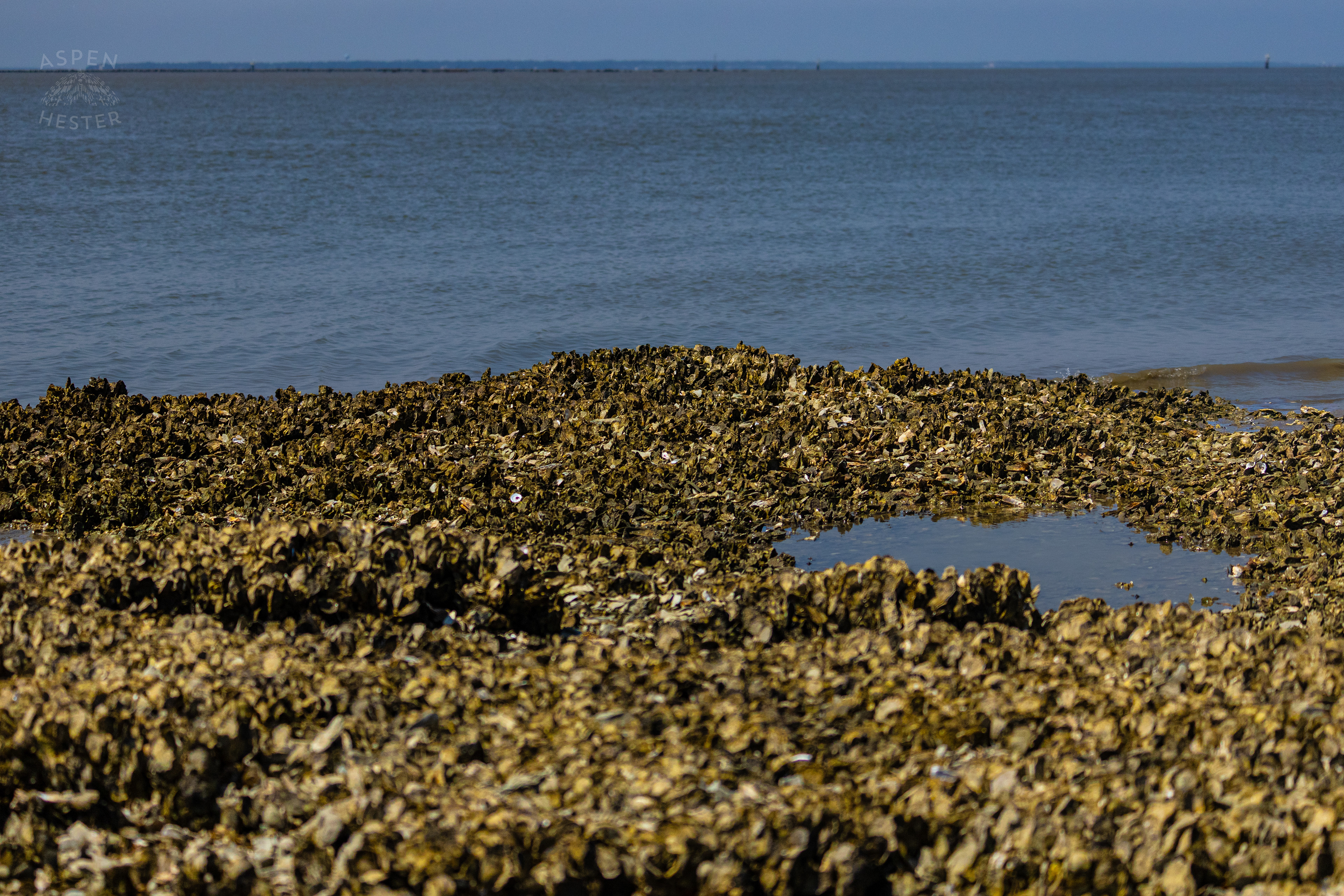 Oyster Reef in Low Tide on Tybee Island Georgia. June 25th, 2024/Aspen Hester