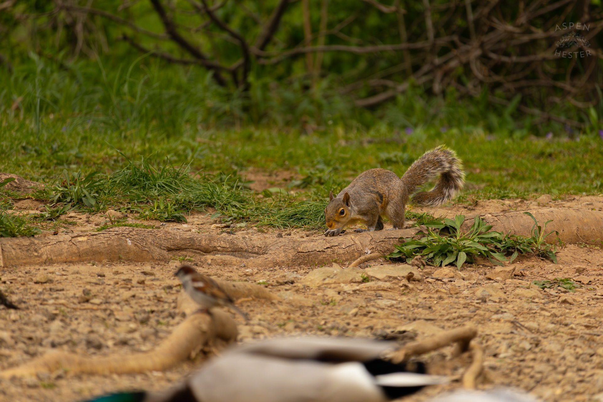 A Squirrel Sneaks Towards Birds Eating Seed in Brown Park. April 14th, 2025/Aspen Hester