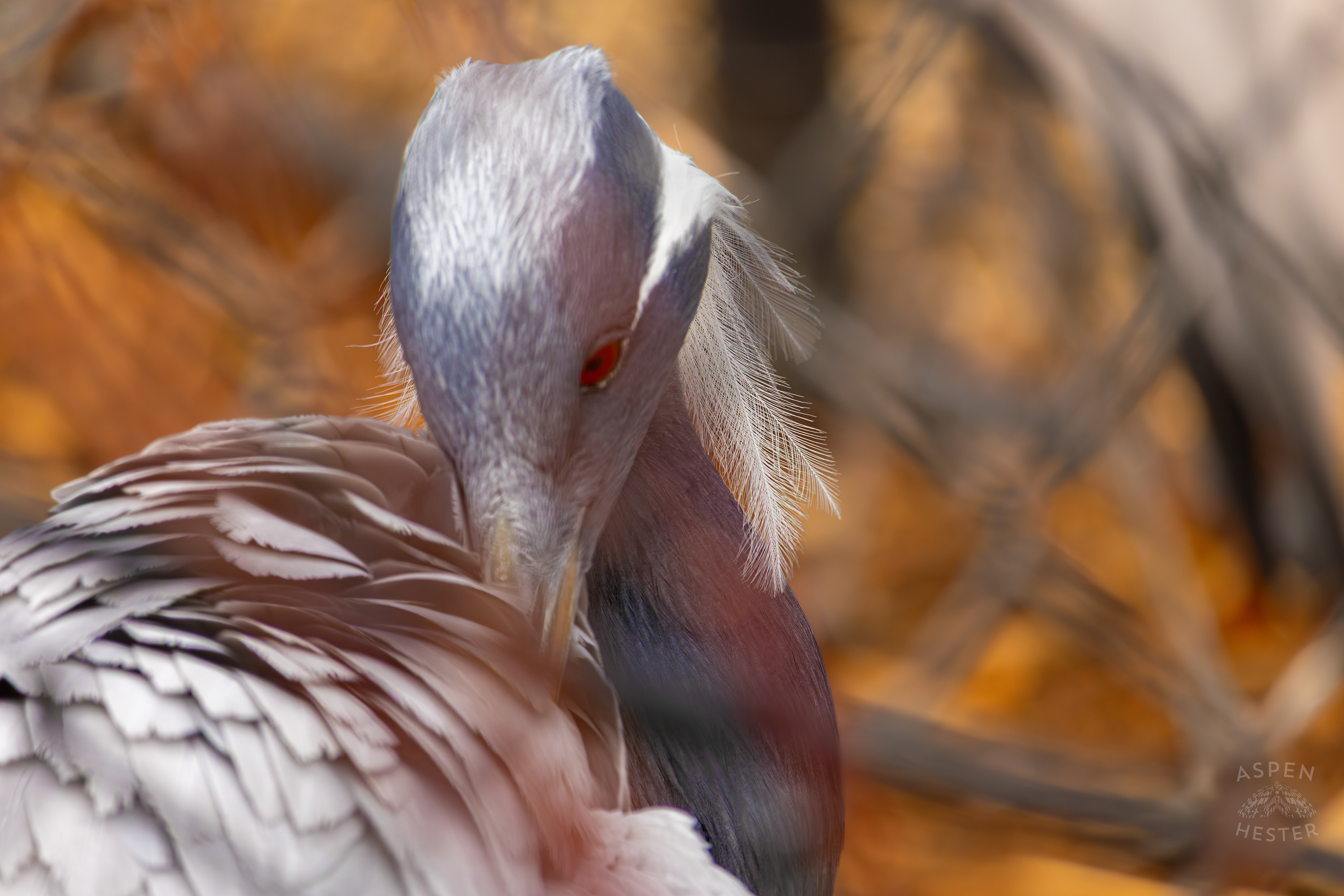 A Demoiselle Crane Hangs Out Behind The Fence in Condor Court Inside The National Aviary in Pittsburgh Pennsylvania. February 26th, 2025/Aspen Hester