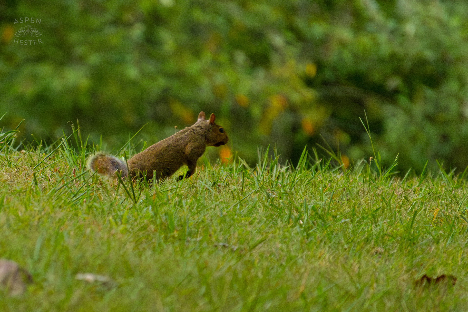 A Squirrel Runs Through Wendell Moore Park. August 12th, 2024/Aspen Hester