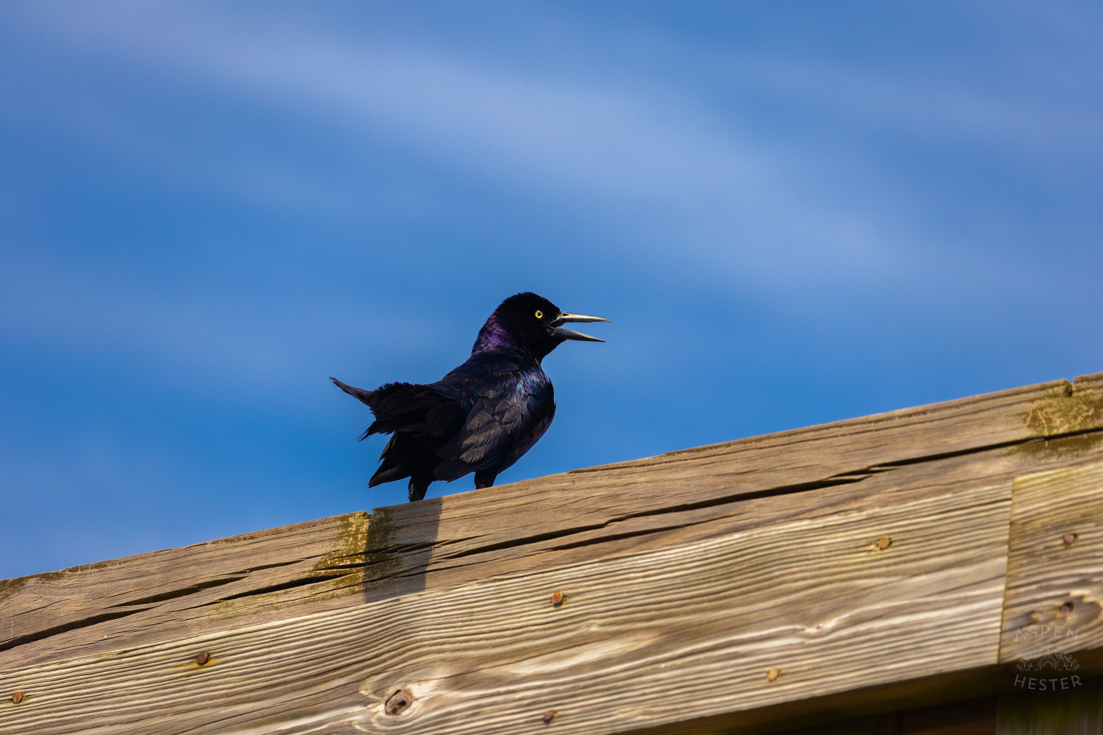 Grackle Enjoys the View From The Tybee Island Pier and Pavilion on Tybee Island Georgia. June 27th, 2024/Aspen Hester