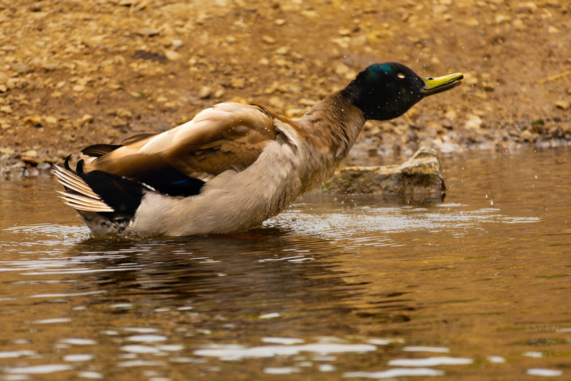 A Male Mallard Shakes Off Water on The Banks of Middle Fork Beargrass Creek Where It Runs Through Brown Park. April 14th, 2025/Aspen Hester