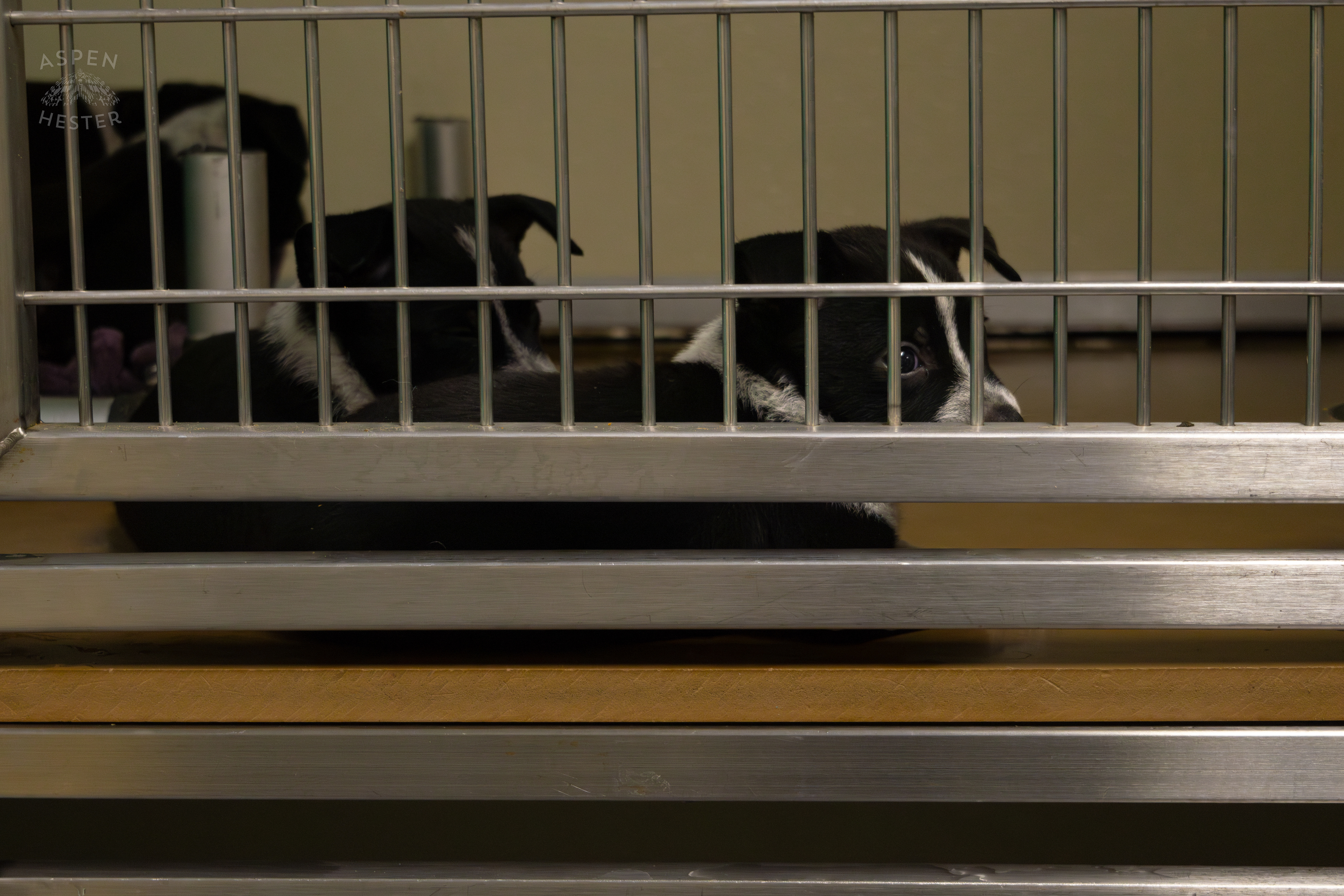 Two of The Five Puppies Abandoned On The Road Outside of Louisville Metro Animal Services. September 4th, 2024/Aspen Hester