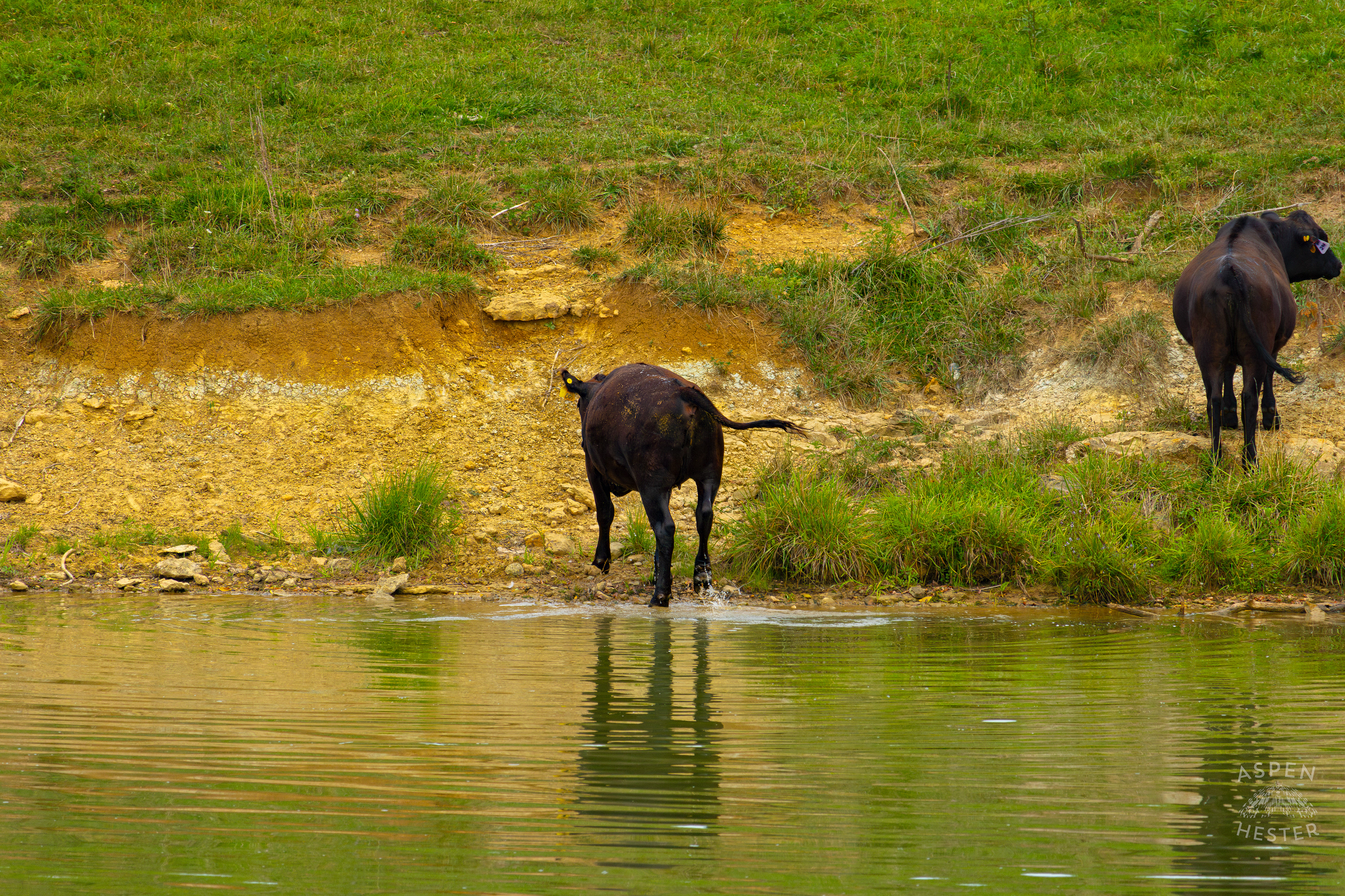 A Cow Wading Out of the Cool Waters of Reformatory Lake. August 12th, 2024/Aspen Hester