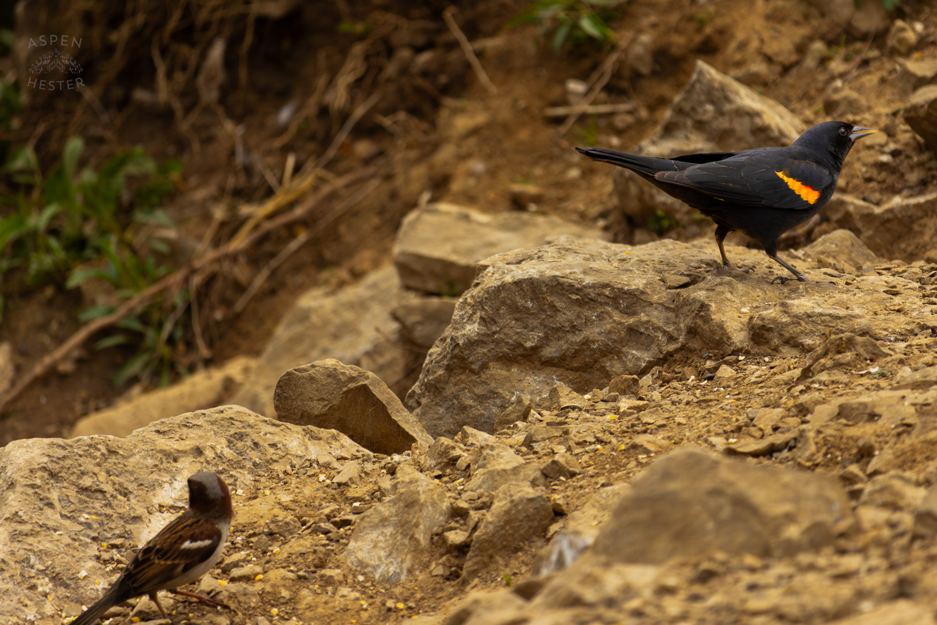 A Red-Winged Blackbird and A House Sparrow Hop Along The Rocks on The Banks of Middle Fork Beargrass Creek Where It Runs Through Brown Park. April 14th, 2025/Aspen Hester