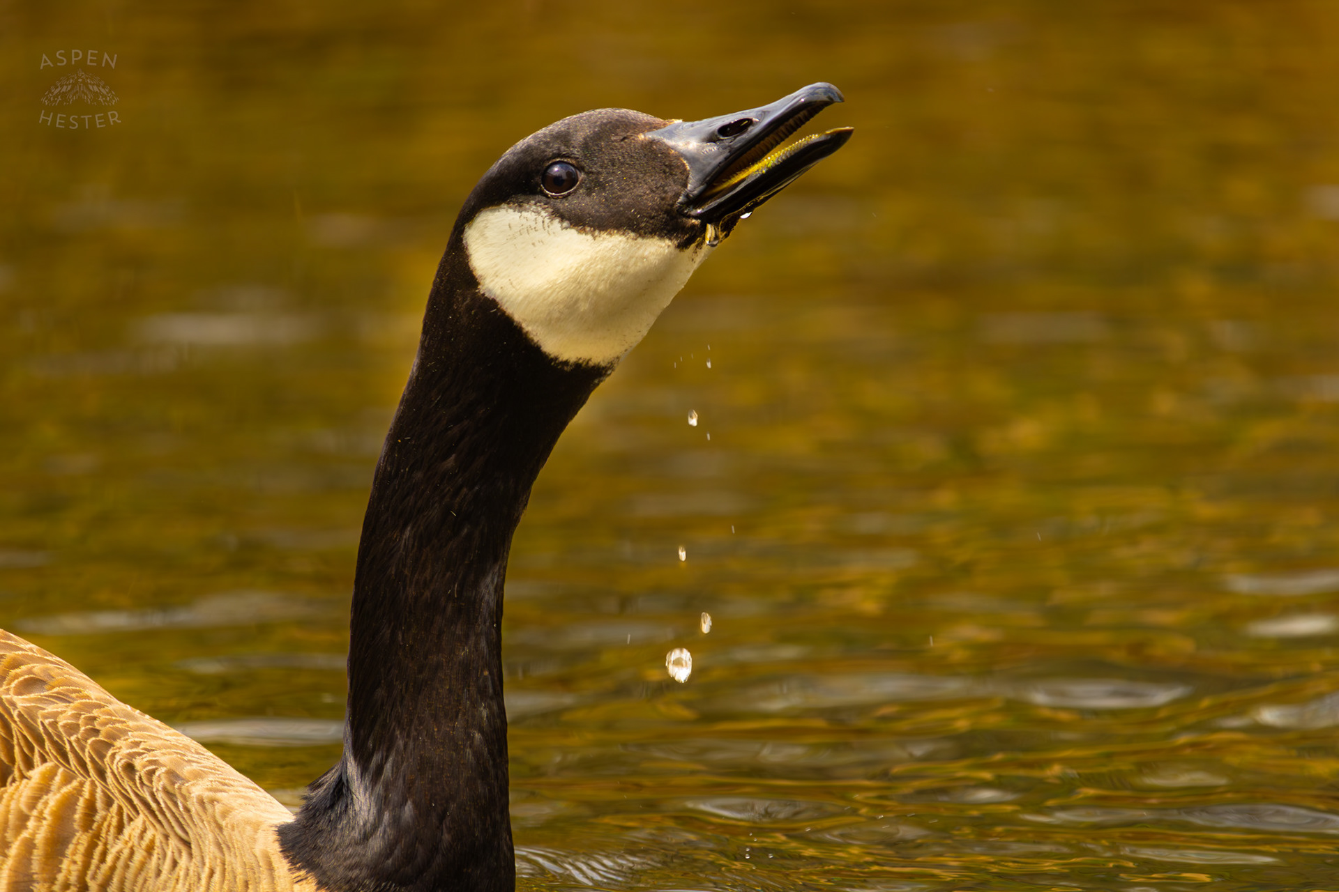 A Goose Sips From Middle Fork Beargrass Creek Where It Runs Through Brown Park. April 14th, 2025/Aspen Hester
