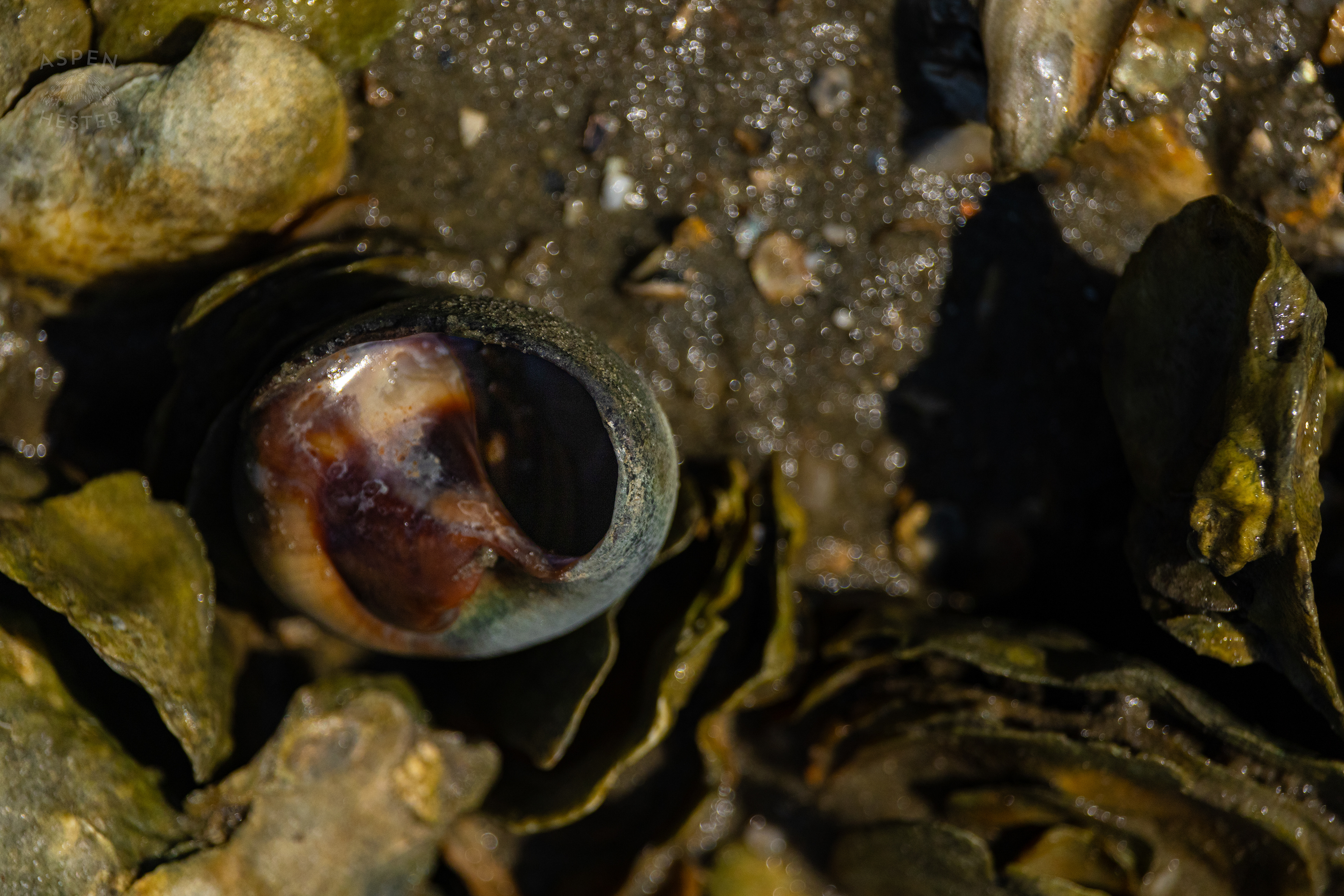 Hermit Crab on An Oyster Reef Off Tybee Island Georgia. June 25th, 2024/Aspen Hester