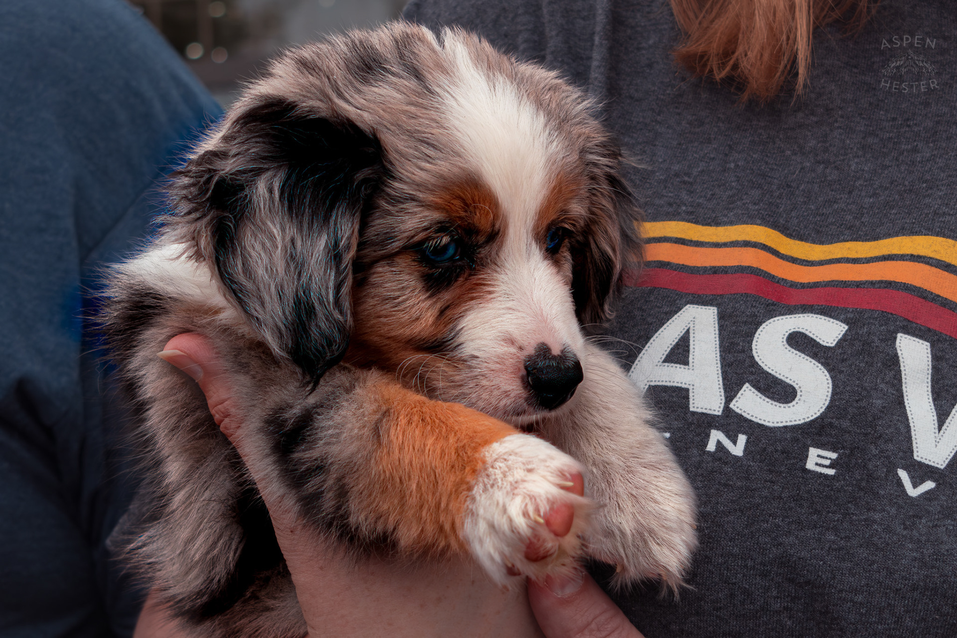 An American Shepherd Puppy Held By Their Brand New Mama After Being Adopted at Westport Village’s 5th Annual Puppy Palooza. April 19th, 2025/Aspen Hester