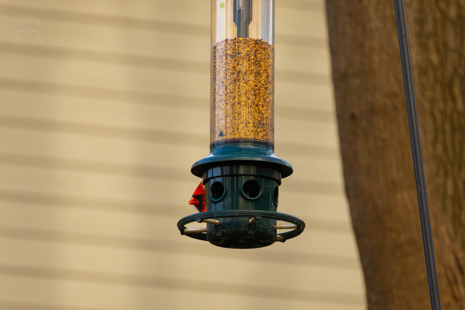 A Male Cardinal Eats From A Birdfeeder in My Neighbor's Yard. March 29th, 2026/Aspen Hester