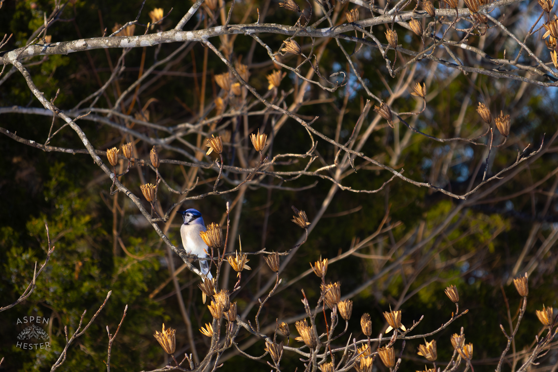 A Blue Jay Sits in A Tulip Tree in The Snowy Landscape of my Backyard. January 13th, 2025/Aspen Hester