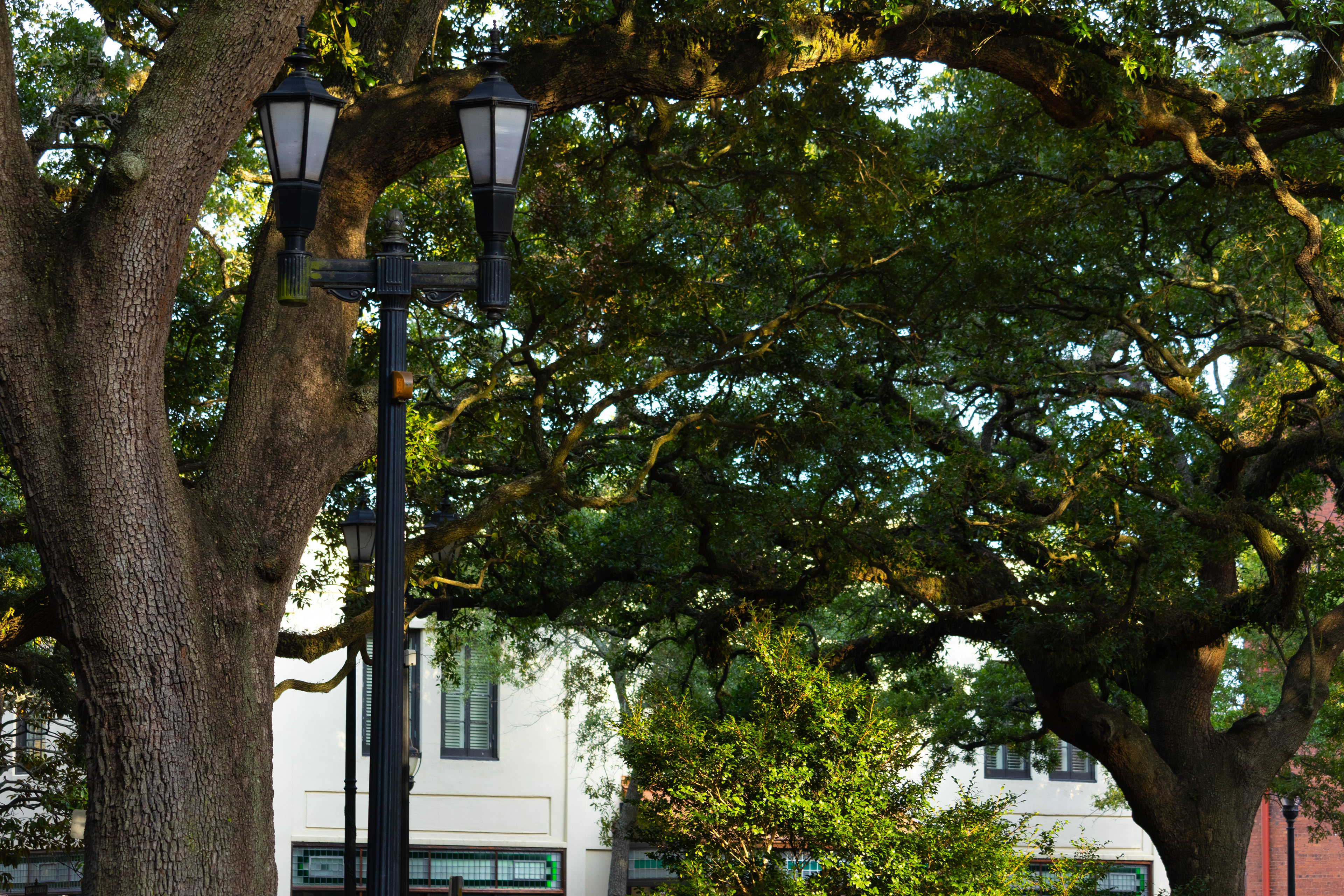 Savannah Georgia's Reynolds Square. June 24th, 2024/Aspen Hester
