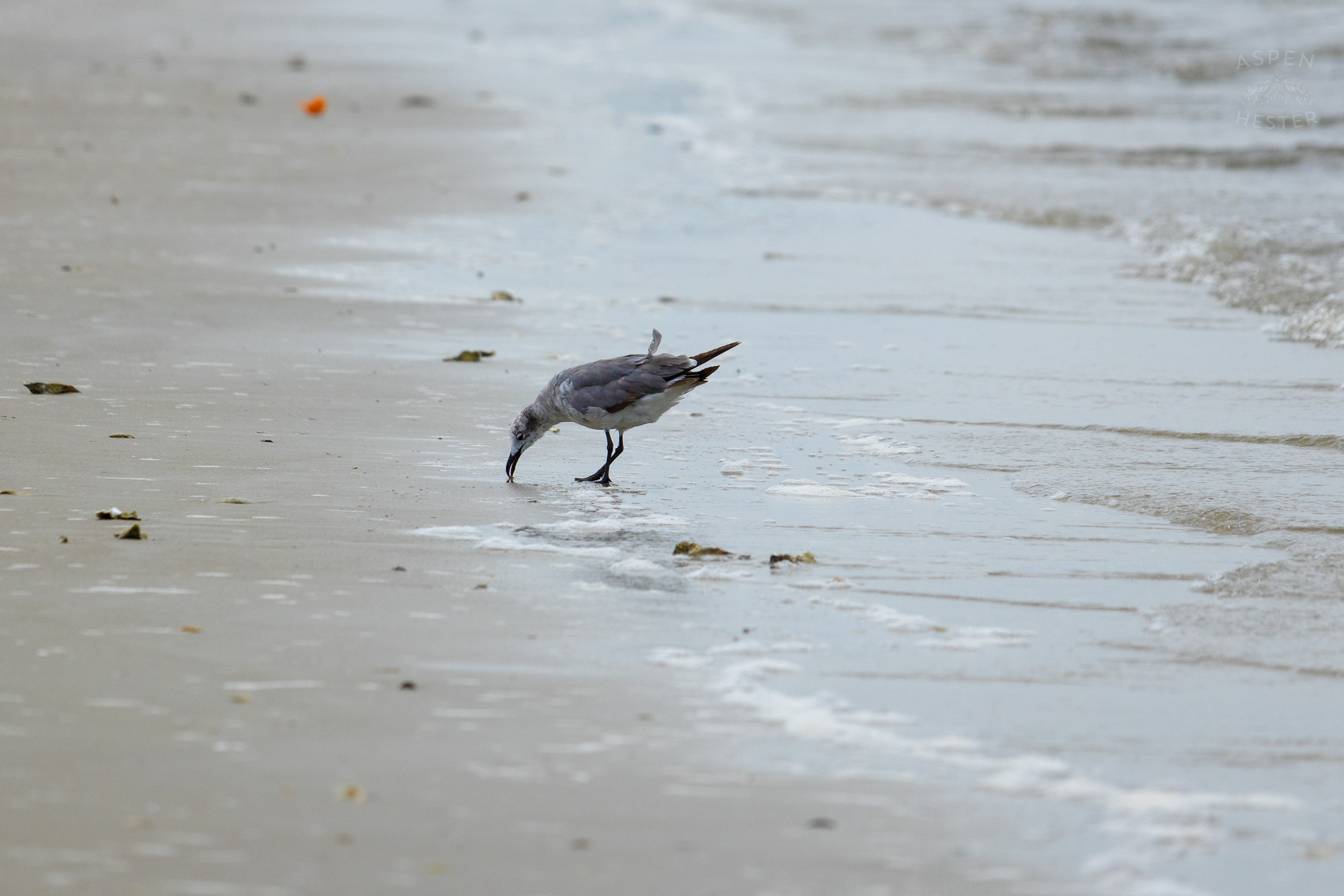 Seagull On Tybee Island Georgia. June 24th, 2024/Aspen Hester