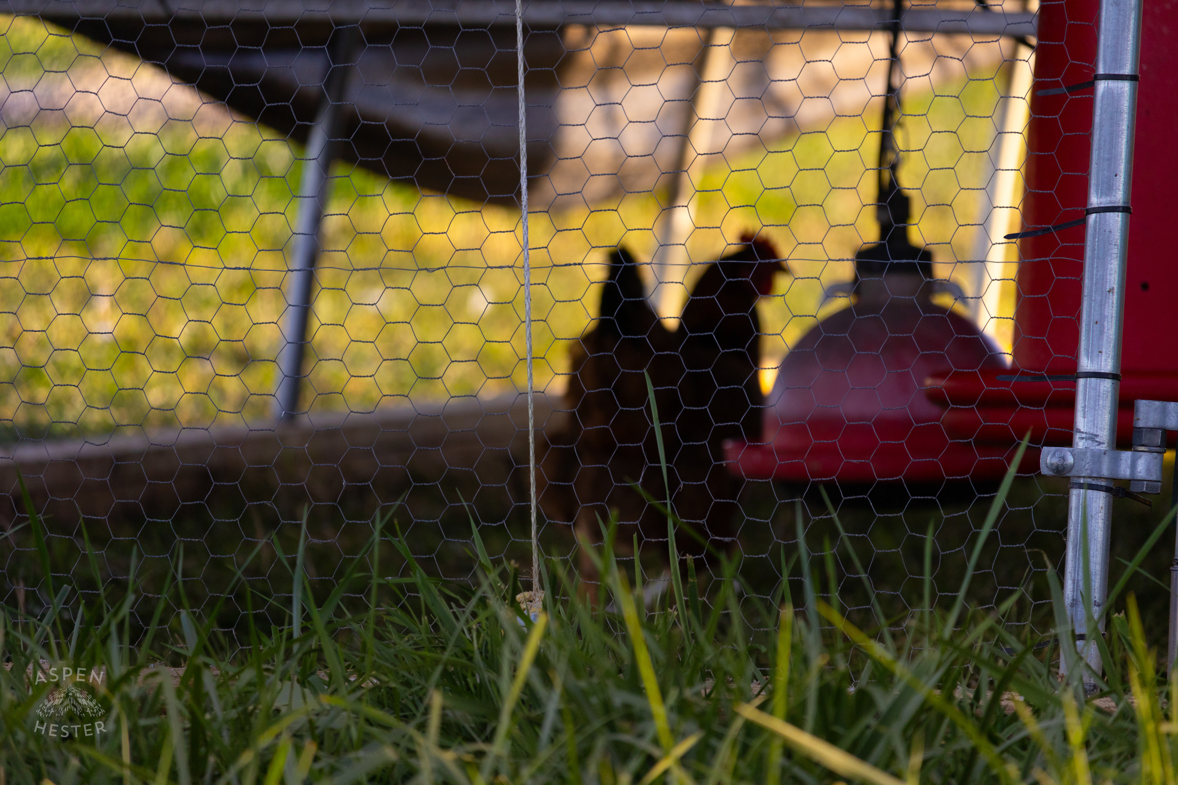 The Silhouette of A Chicken in The Coop on Skinner Farms Thanksgiving Turkey Pick Up Day. November 24th, 2024/Aspen Hester