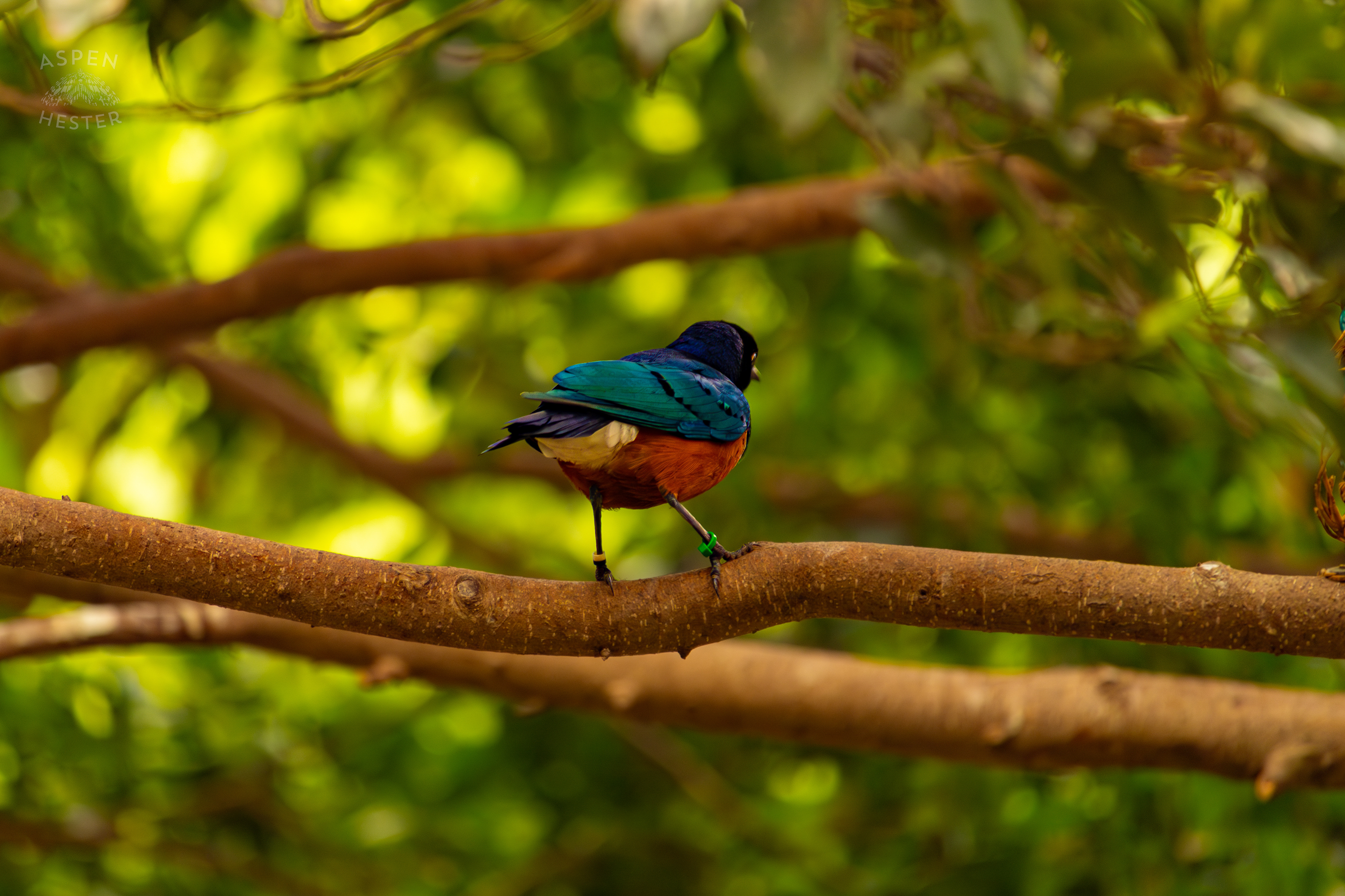 A Superb Starling in The Rainforest Inside The National Aviary in Pittsburgh Pennsylvania. February 26th, 2025/Aspen Hester