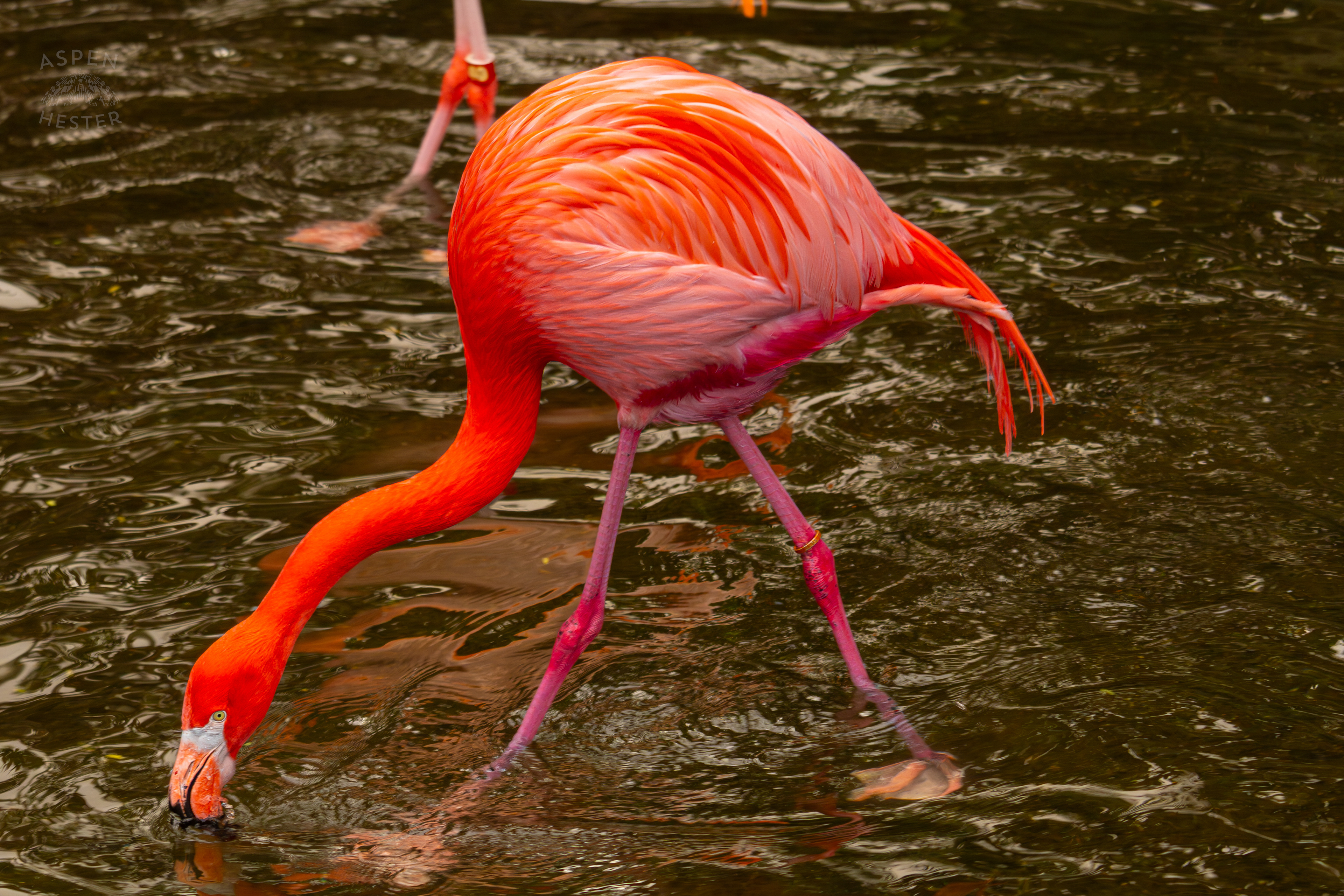 An American Flamingo Takes A Sip From The Refreshing Water Of The Wetlands Inside The National Aviary in Pittsburgh Pennsylvania. February 26th, 2025/Aspen Hester