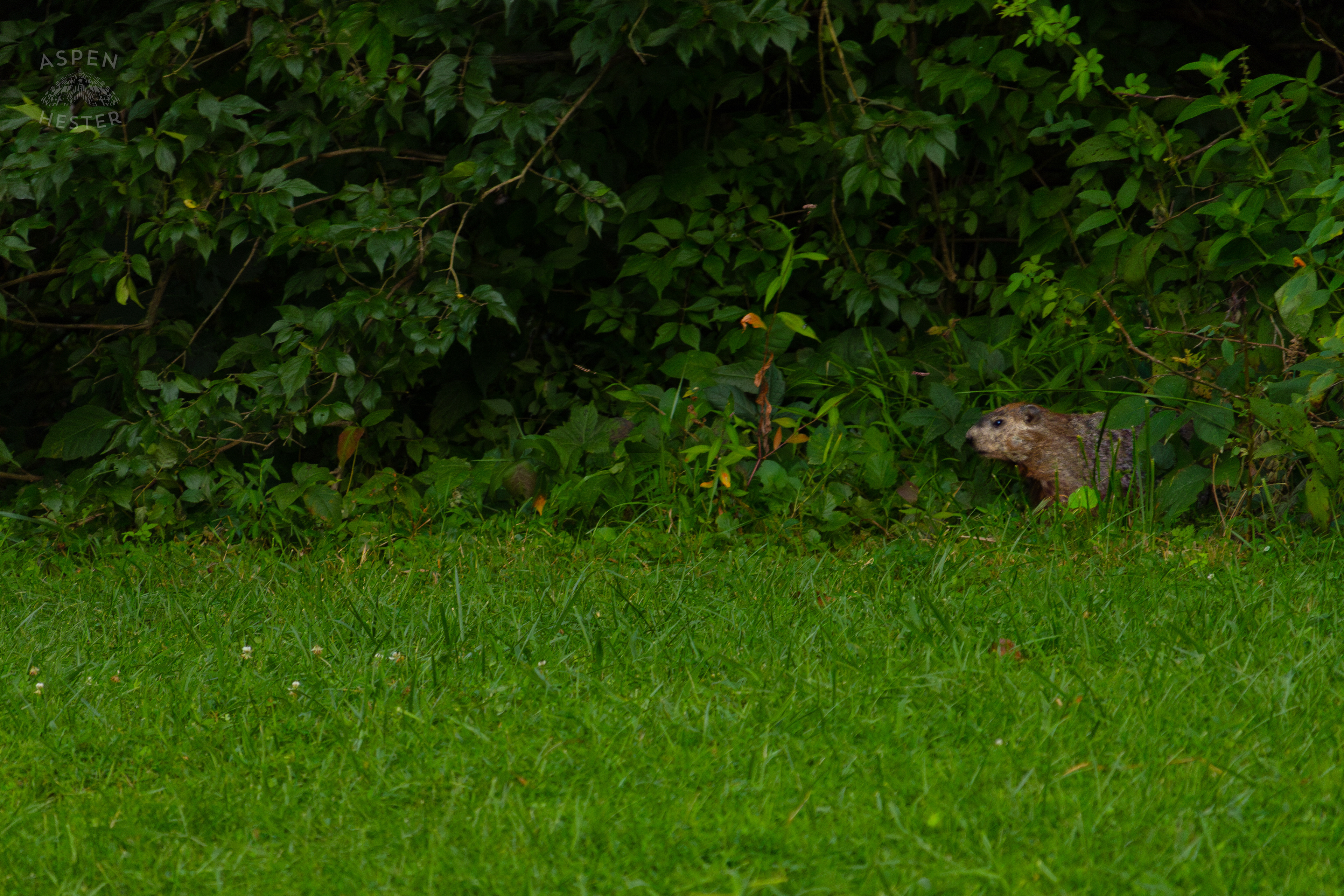 A Groundhog Pokes Their Head Out of the Brush in Wendell Moore Park. August 12th, 2024/Aspen Hester