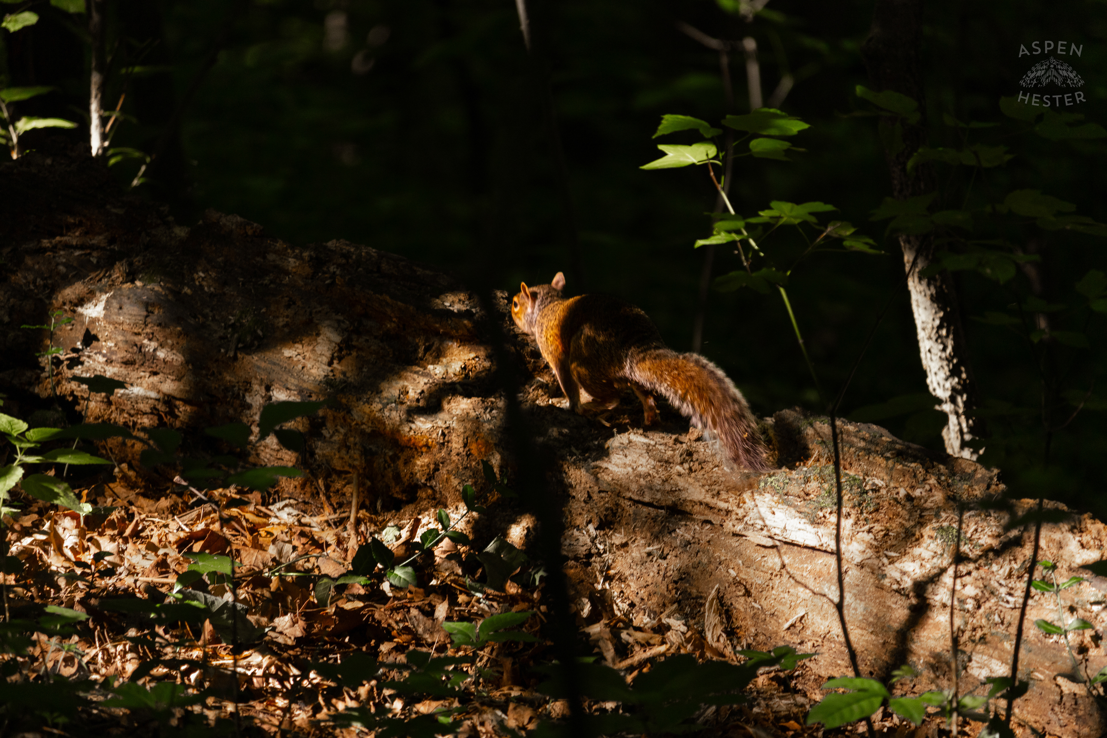 Squirrel Resting On A Log in Cherokee Park. June 11th, 2024/Aspen Hester