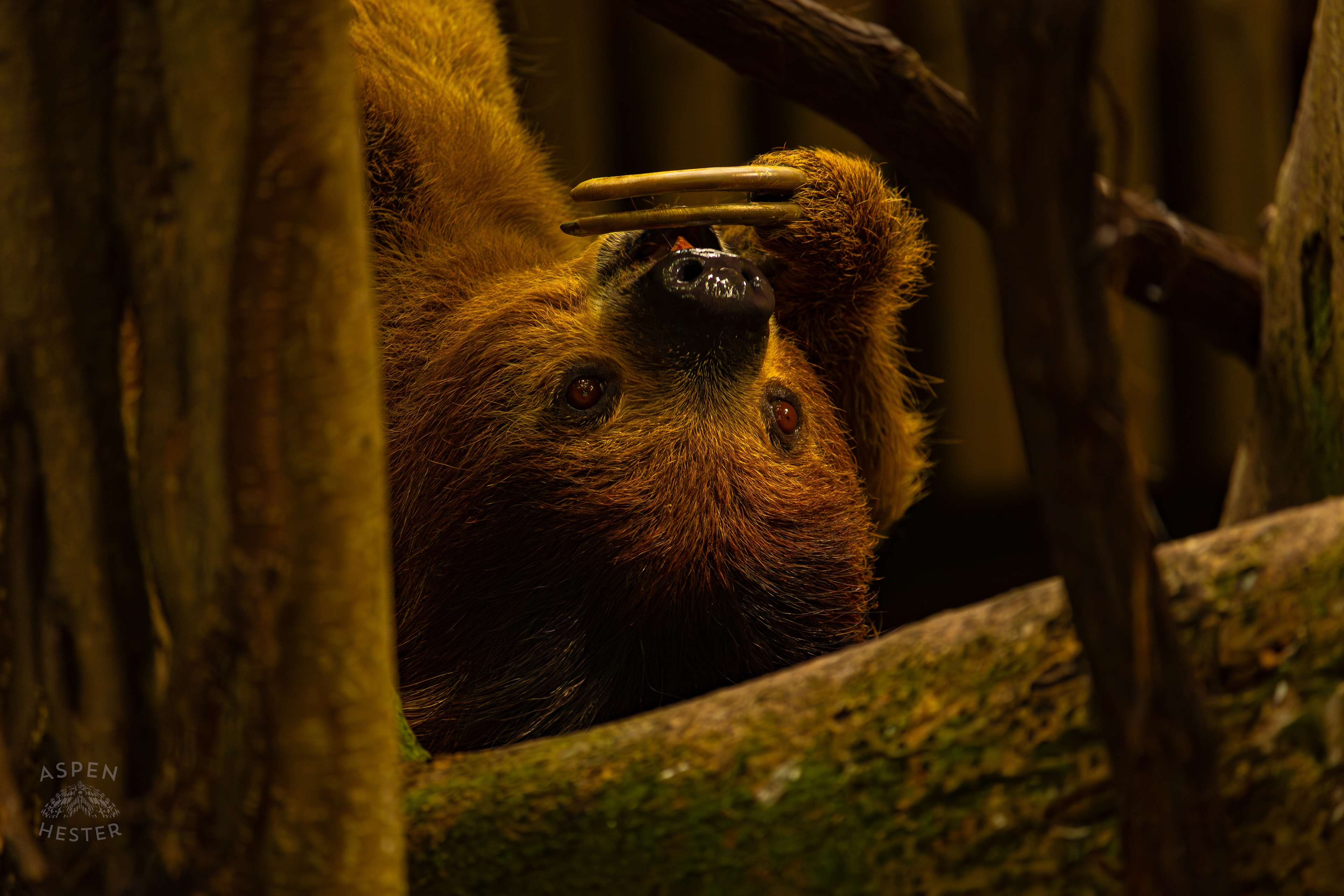 Wookiee The Two-Toed Sloth Hangs From A Branch and Eats A Snack in The Rainforest Inside The National Aviary in Pittsburgh Pennsylvania. February 26th, 2025/Aspen Hester