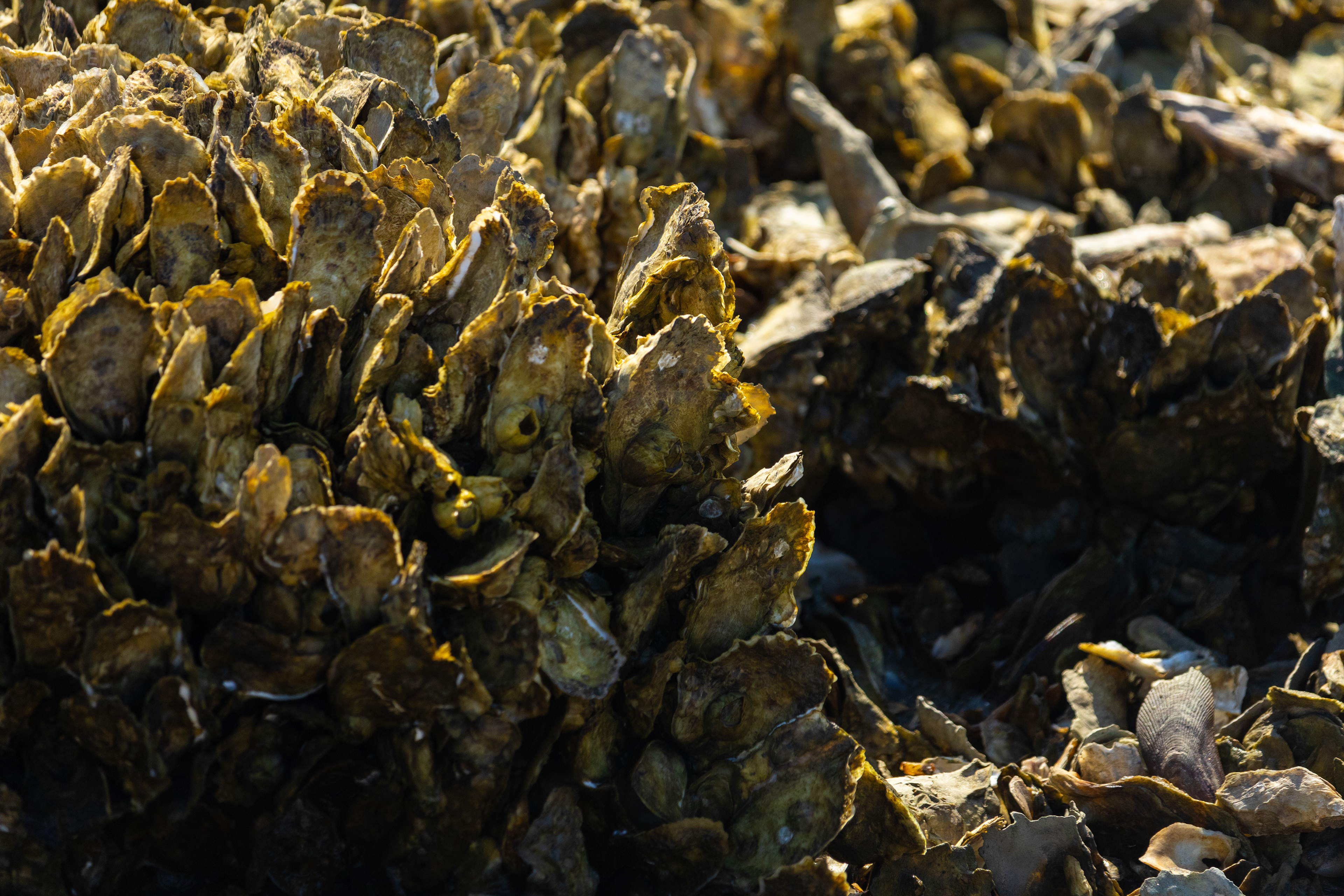 Oyster Reef in Low Tide on Tybee Island Georgia. June 25th, 2024/Aspen Hester