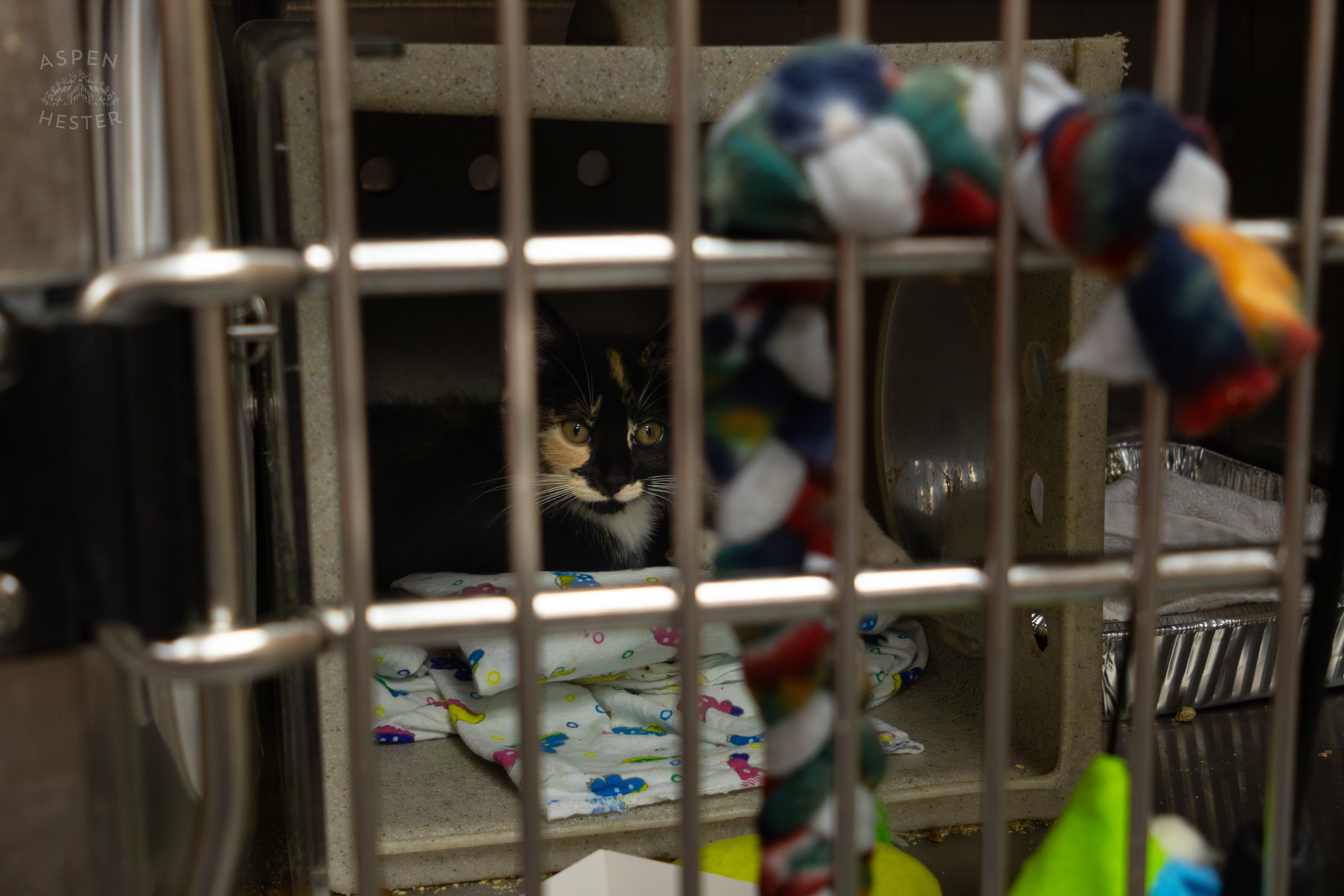A Kitty During A Telethon that Raised $8000+ for Louisville Metro Animal Services. August 28th, 2024/Aspen Hester