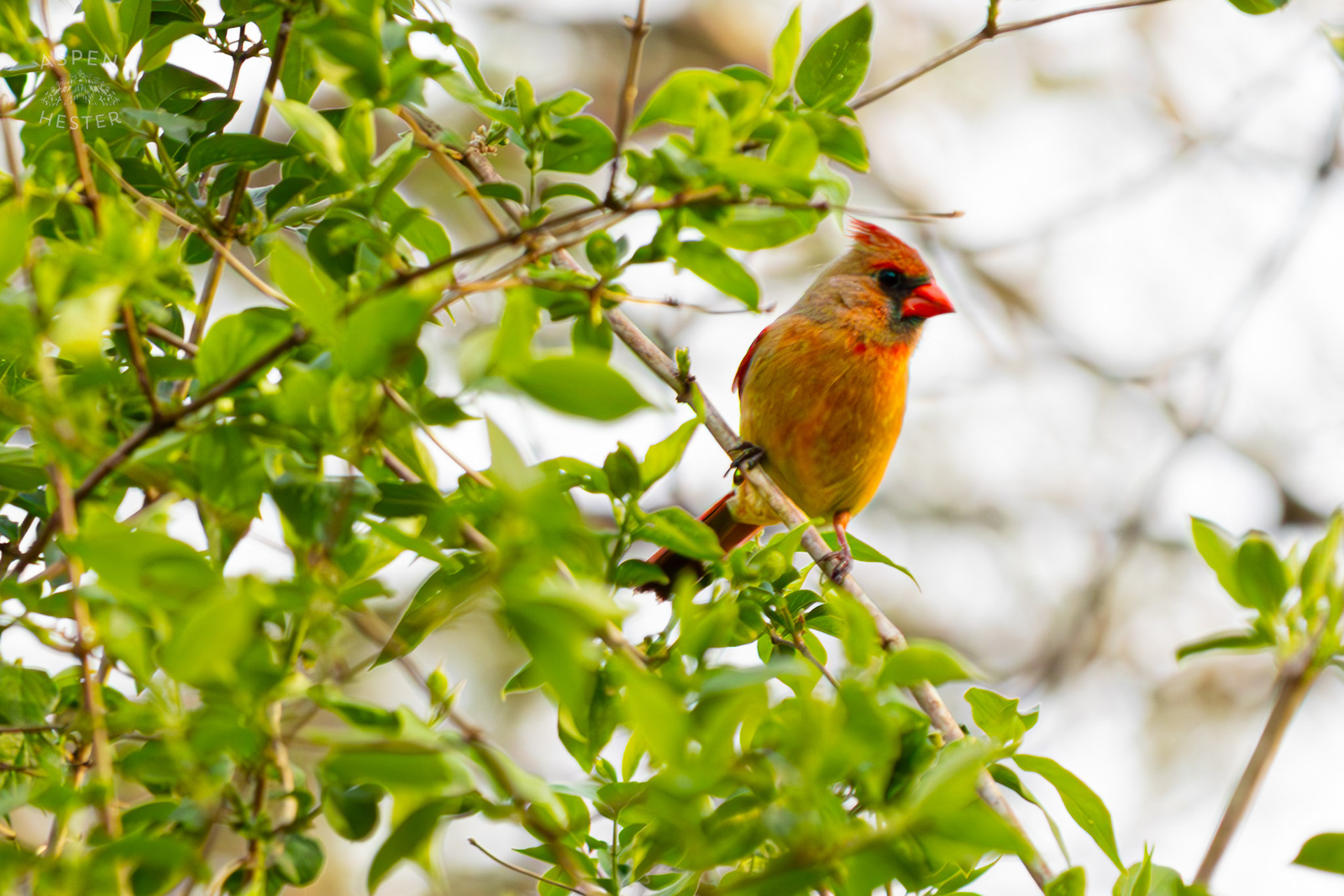A Female Cardinal Perches on A Branch in My Neighbor's Yard. March 29th, 2026/Aspen Hester
