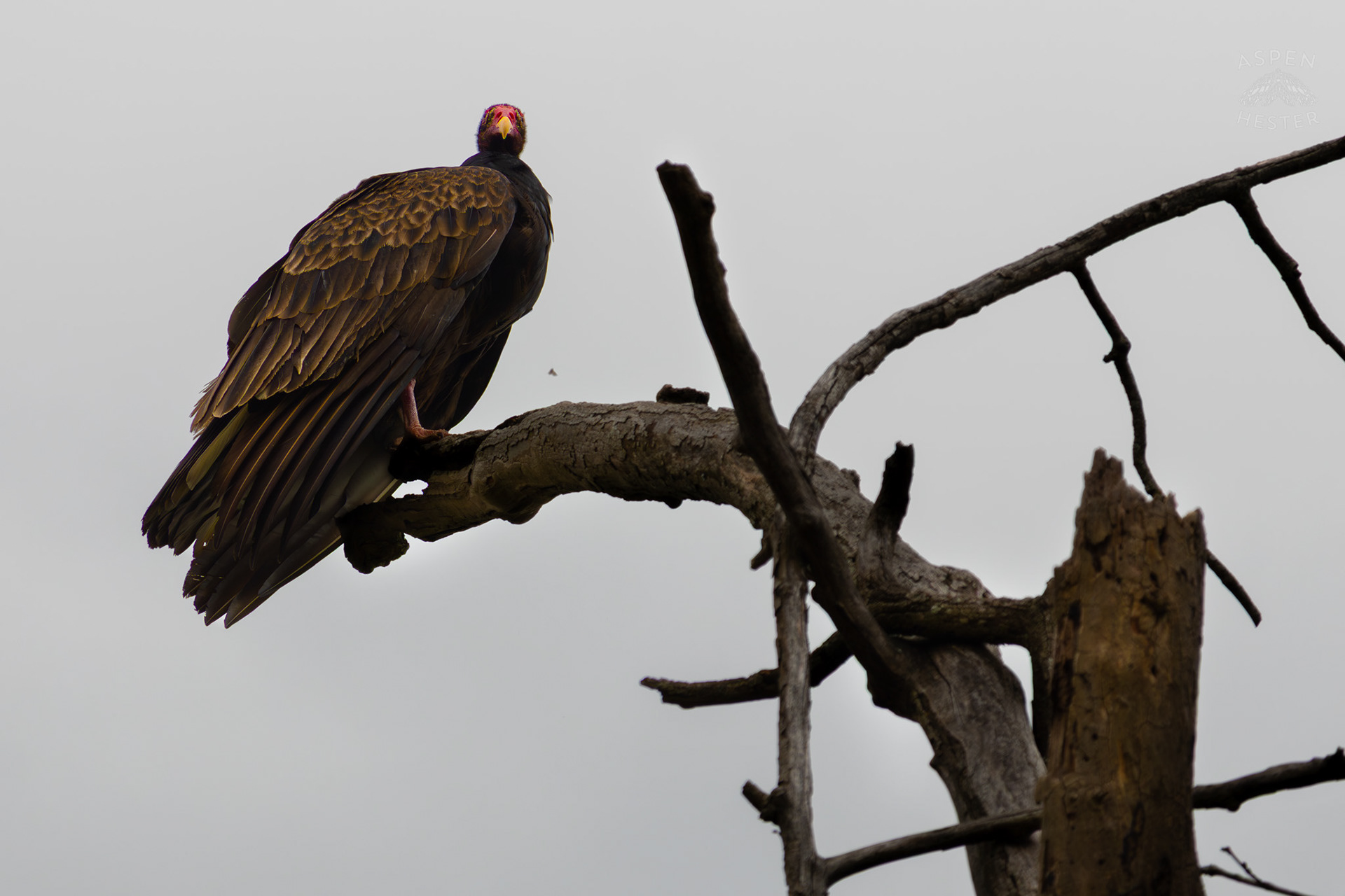 A Large Turkey Vulture Perches High Atop of A Tree in Brown Park. April 14th, 2025/Aspen Hester
