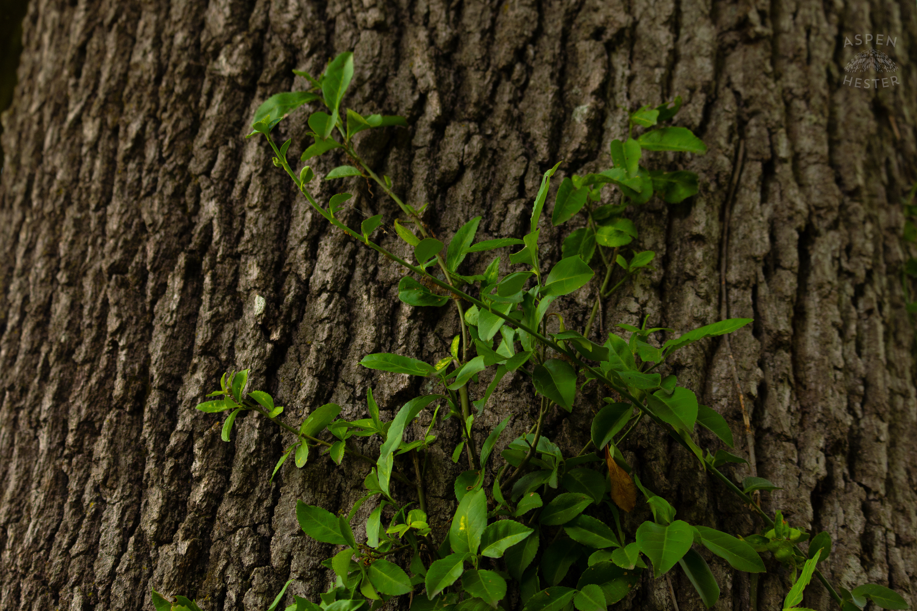 A Vine Covered Tree Trunk in Wendell Moore Park. August 12th, 2024/Aspen Hester