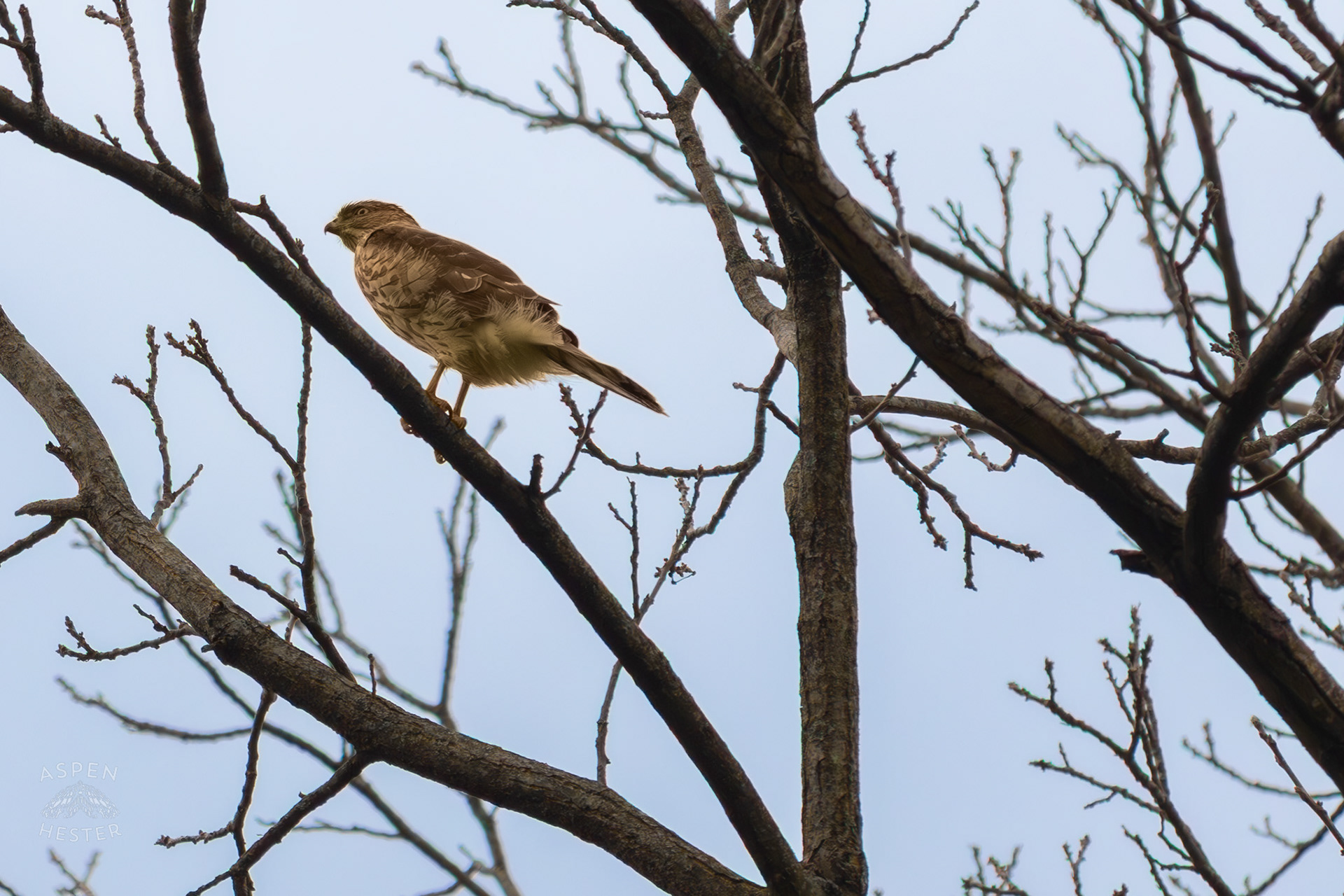 A Red Tailed Hawk Watches The Ground From High Up in Brown Park. April 14th, 2025/Aspen Hester 