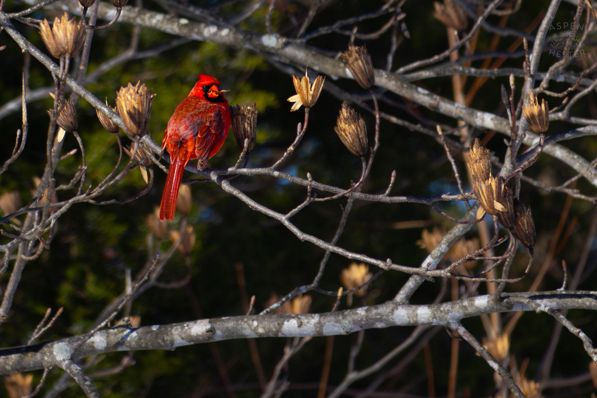 A Cardinal Eats The Seeds From A Tulip Tree in my Backyard. January 13th, 2025/Aspen Hester