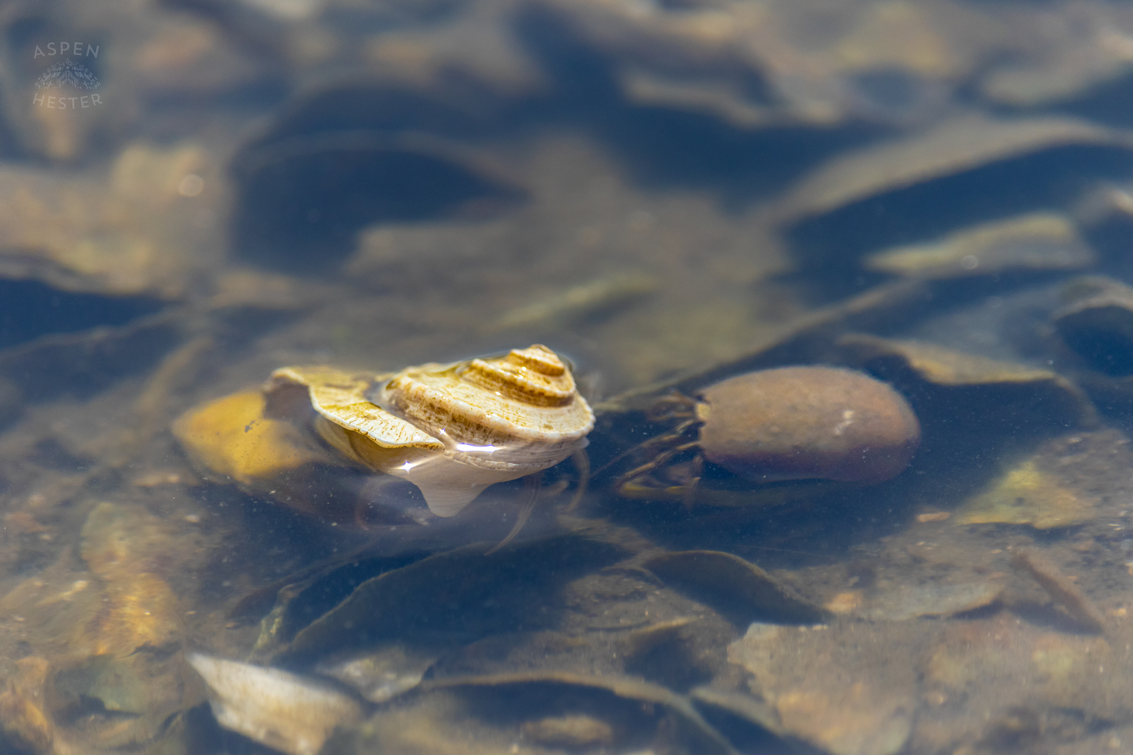 Hermit Crabs in A Tide Pool on Tybee Island Georgia. June 25th, 2024/Aspen Hester