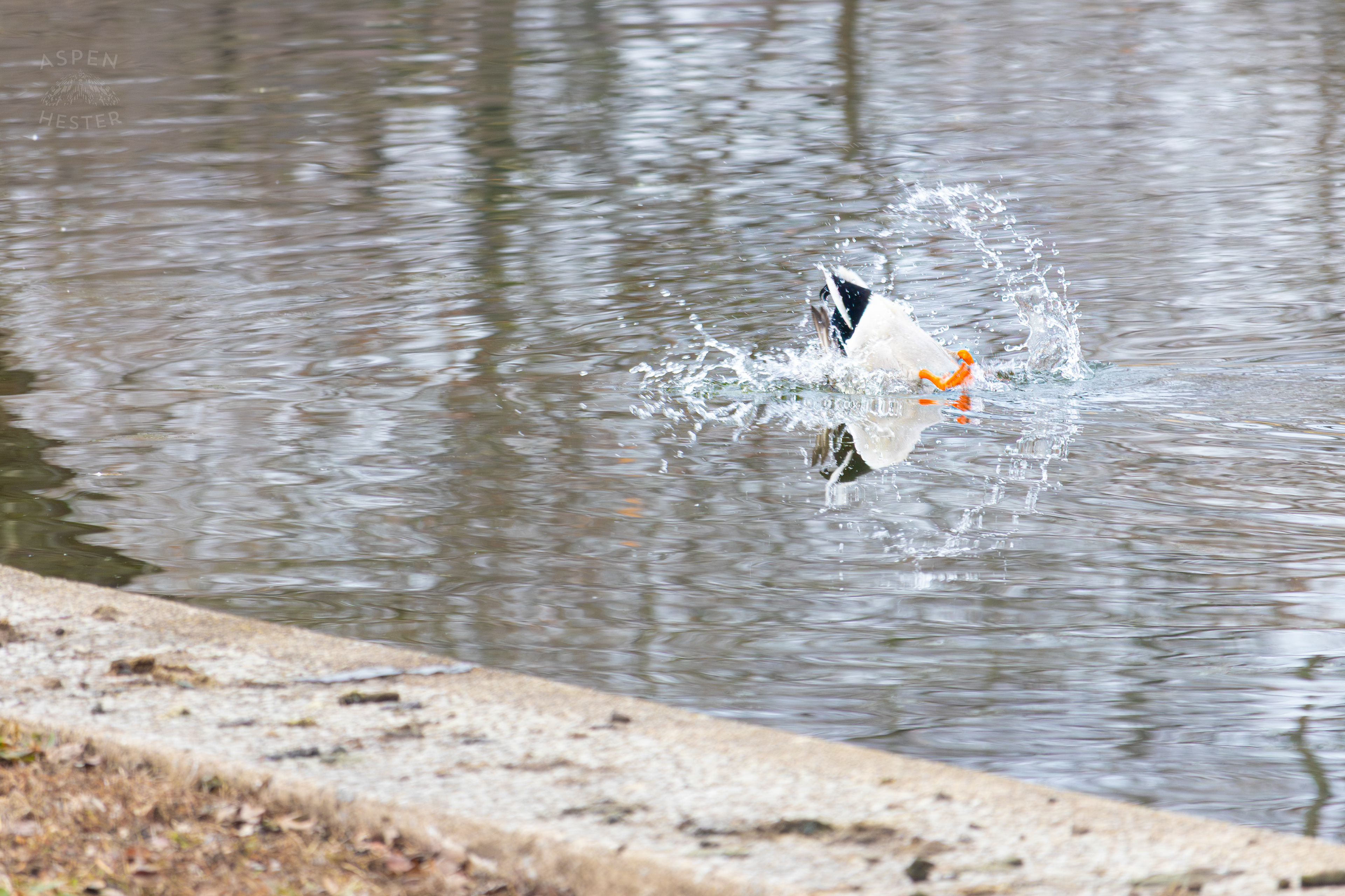 A Male Mallard Ducks Dives for Food in Lake Elizabeth Outside The National Aviary in Pittsburgh Pennsylvania. February 26th, 2025/Aspen Hester