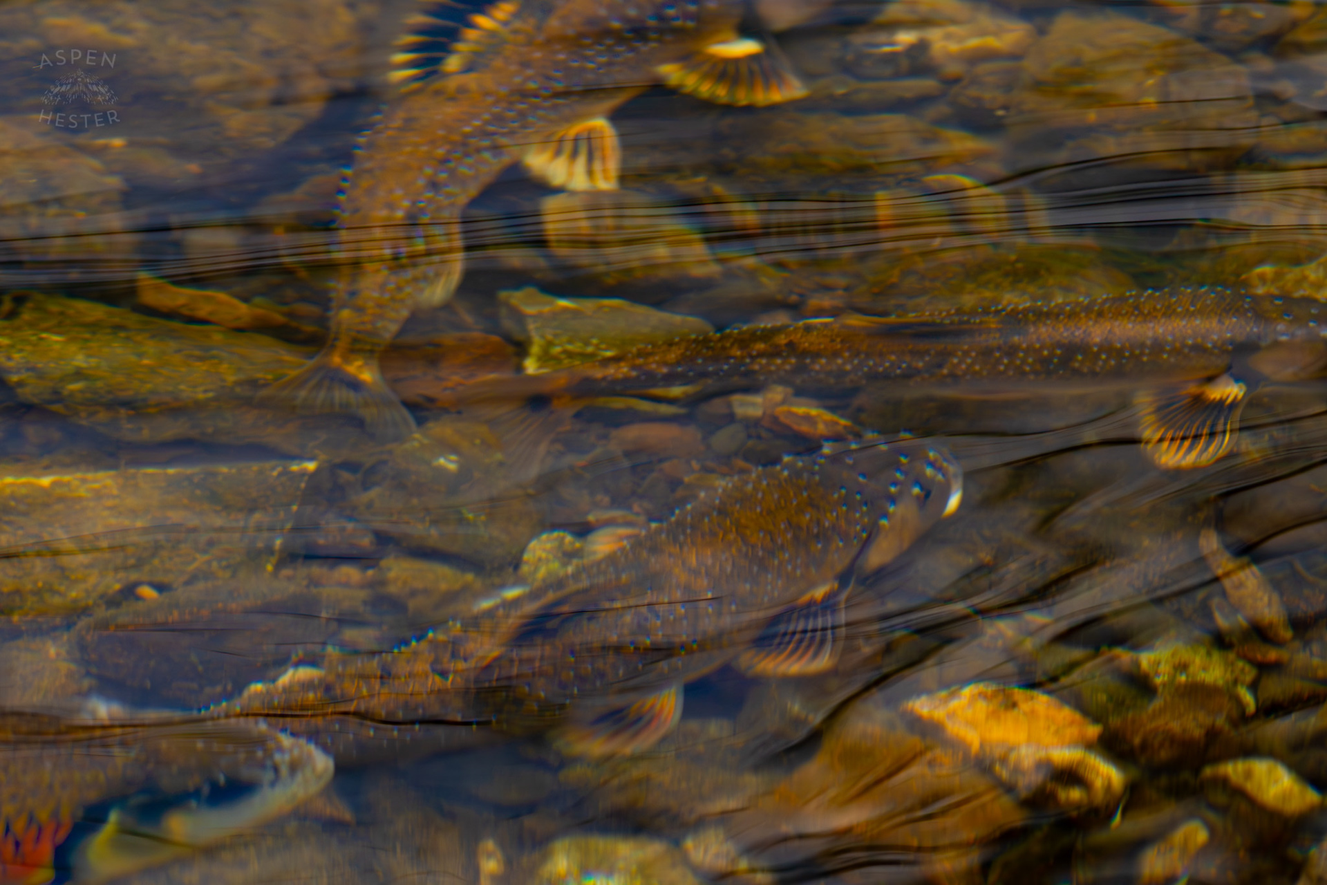 Brook and Rainbow Trout Swim in Middle Fork Beargrass Creek Where It Runs Through Brown Park. April 14th, 2025/Aspen Hester