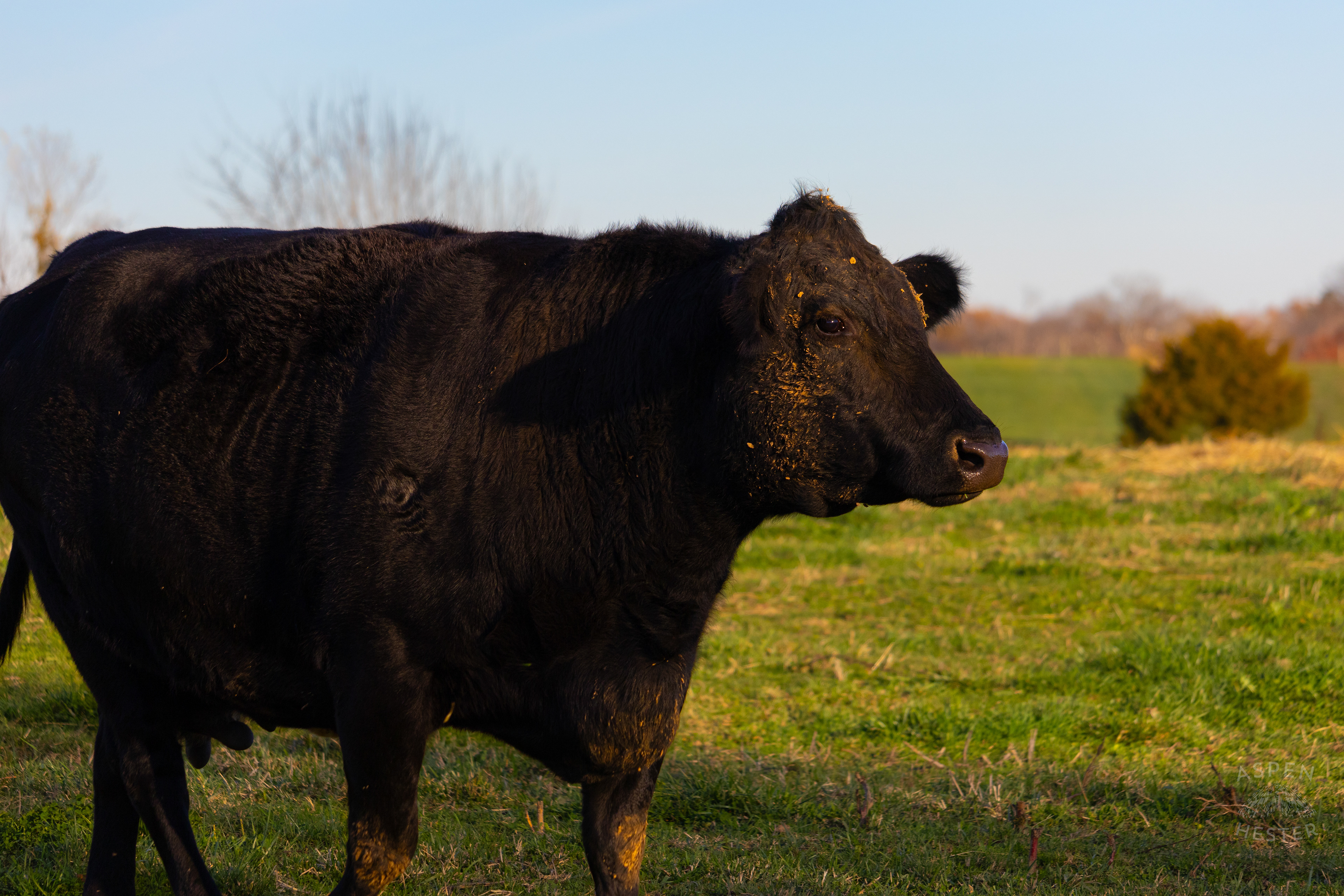 Pasture Fed Cow Rosie in The Field on Skinner Farms Thanksgiving Turkey Pick Up Day. November 24th, 2024/Aspen Hester