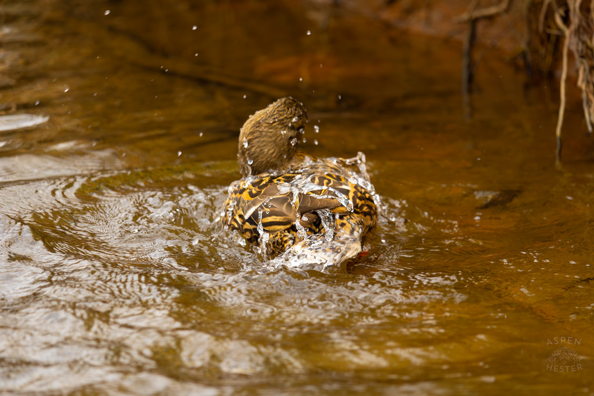 A Female Mallard Washes Herself in Middle Fork Beargrass Creek Where It Runs Through Brown Park. April 14th, 2025/Aspen Hester