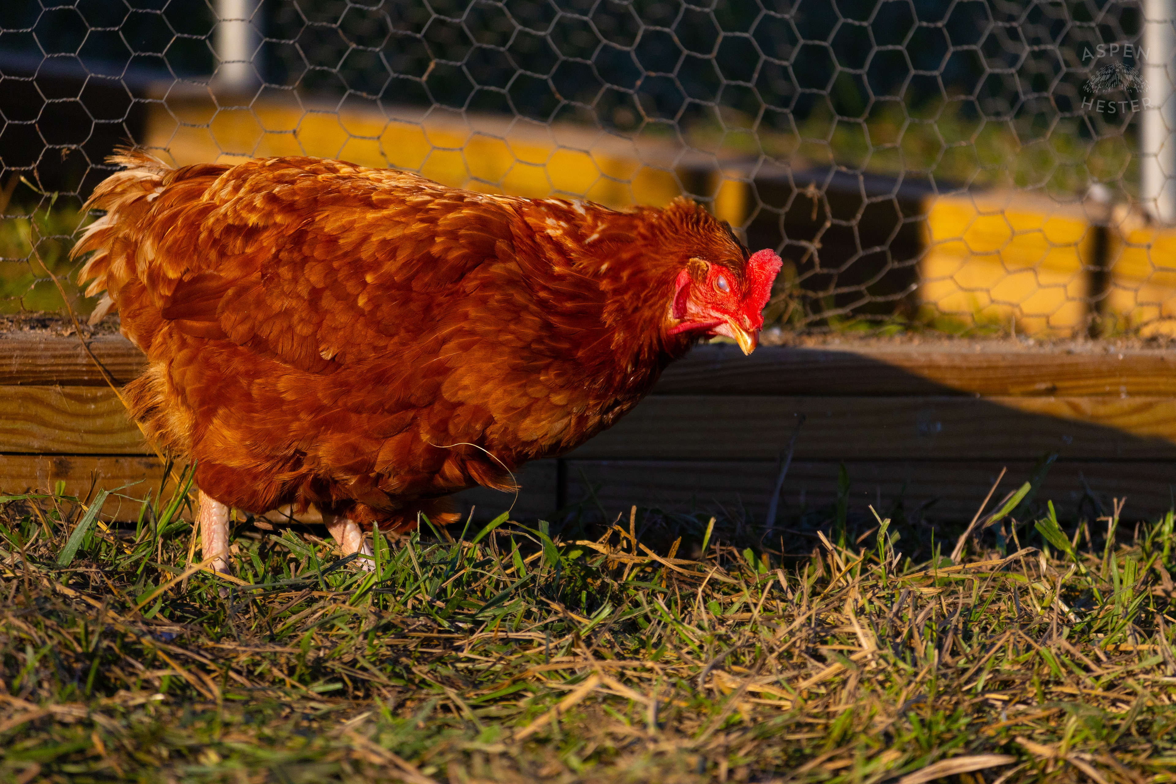 A Chicken Pecking About on Skinner Farms Thanksgiving Turkey Pick Up Day. November 24th, 2024/Aspen Hester