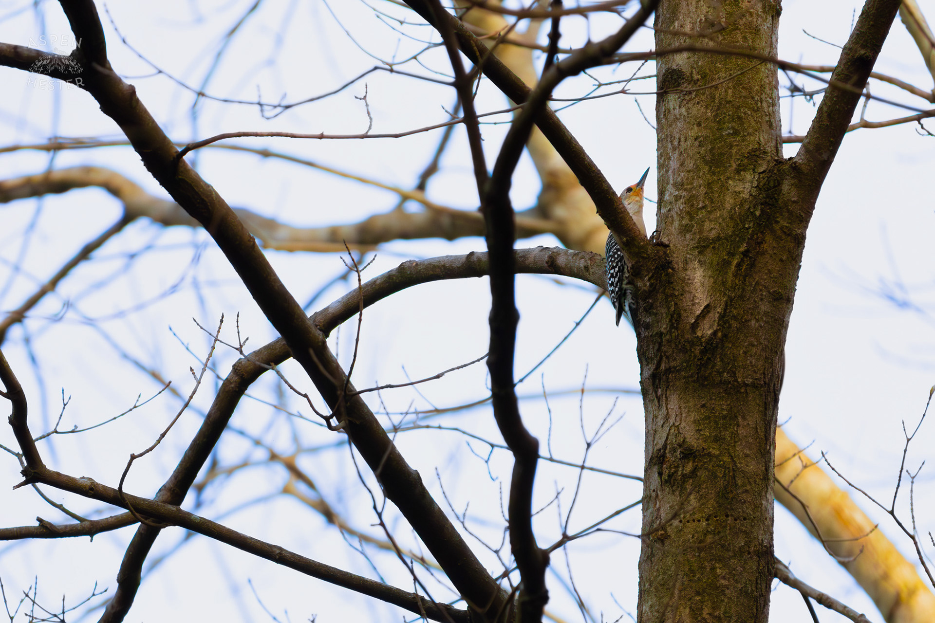 A Red-Bellied Woodpecker Hunts For Food on A Tree in My Neighbor's Yard. March 29th, 2026/Aspen Hester