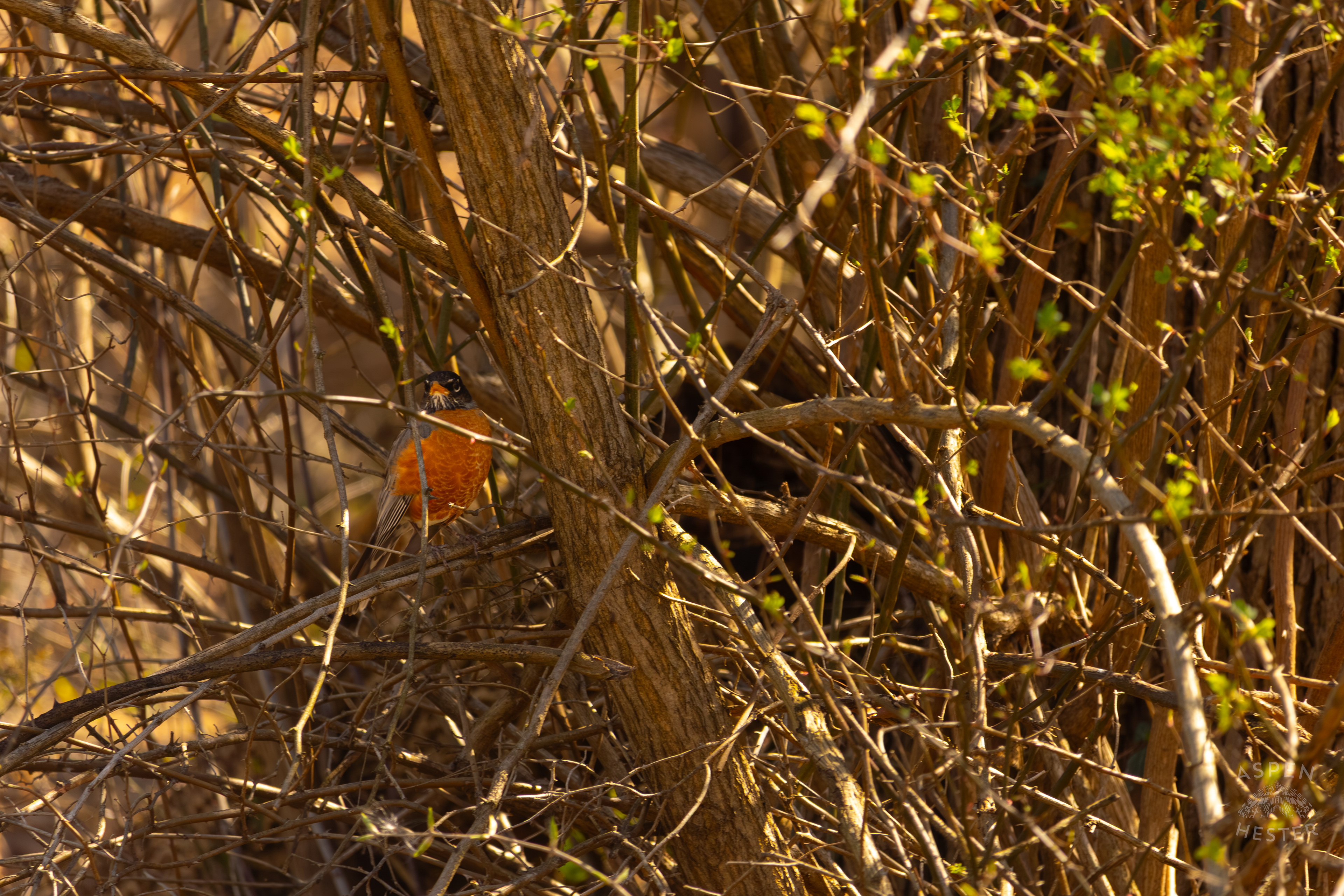 A Female Robin Hides Amongst the Undergrowth of Wendell Moore Park Right Before Spring. March 18th, 2025/Aspen Hester